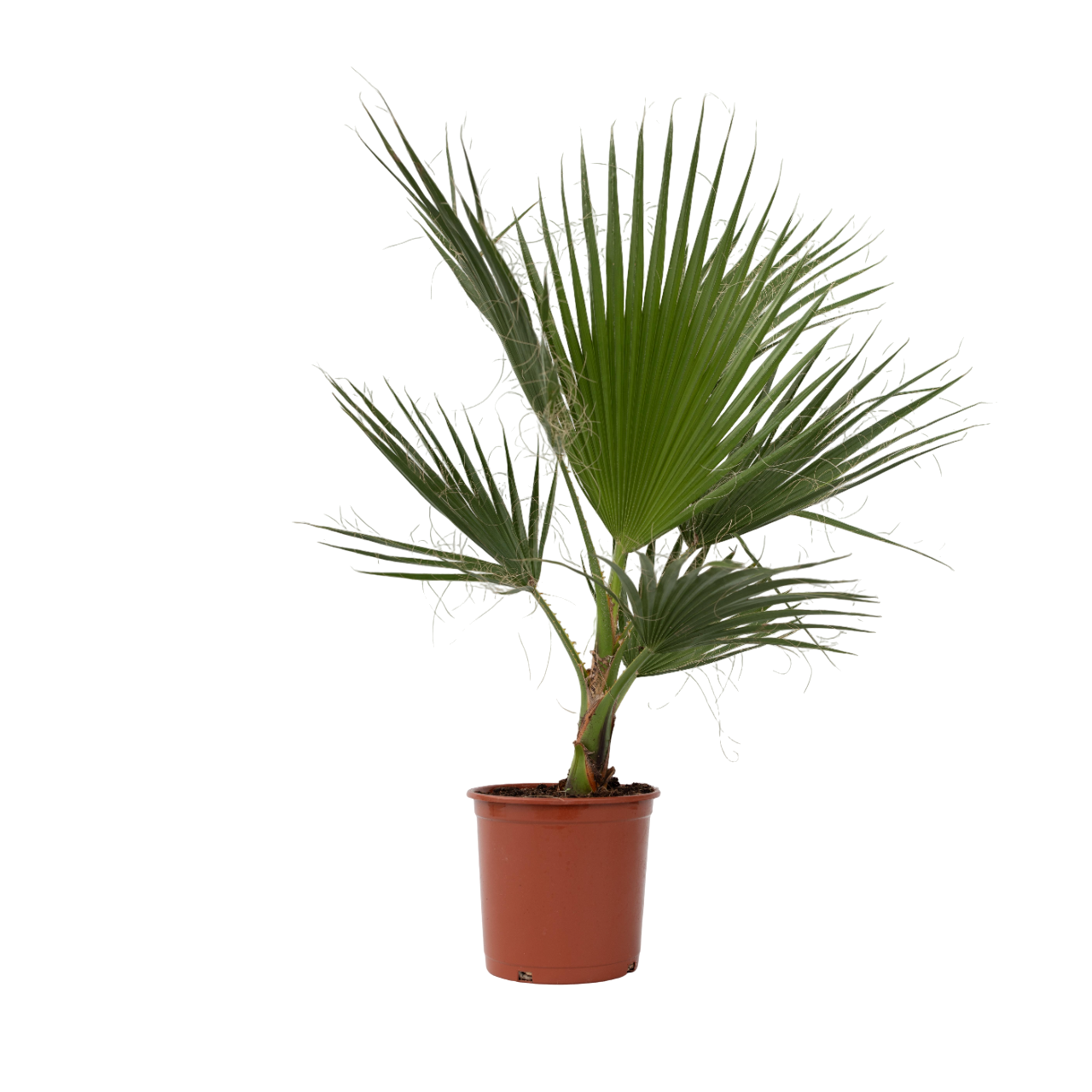 Viftepalme - Washingtonia robusta