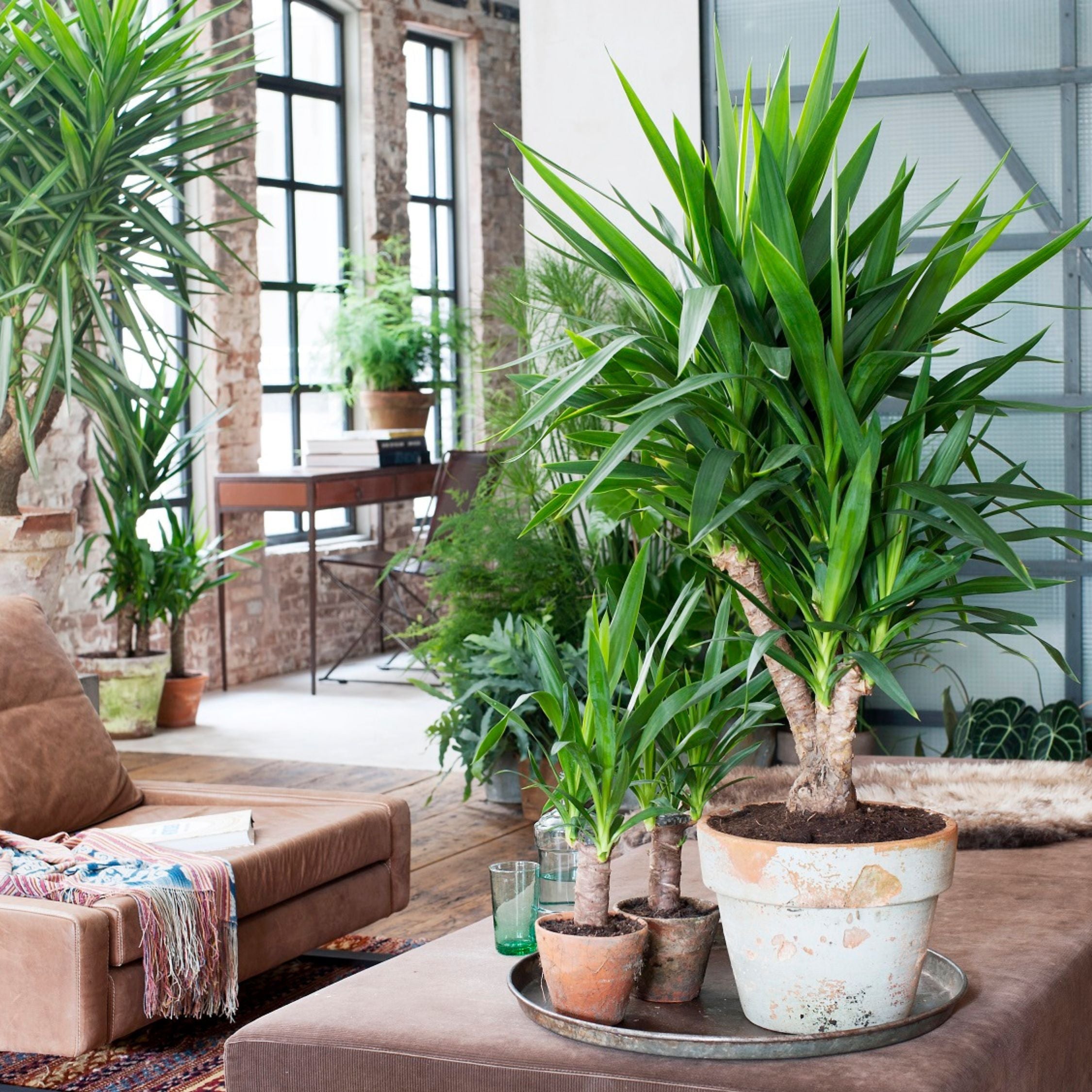 Elefantfod - Yucca elephantipes