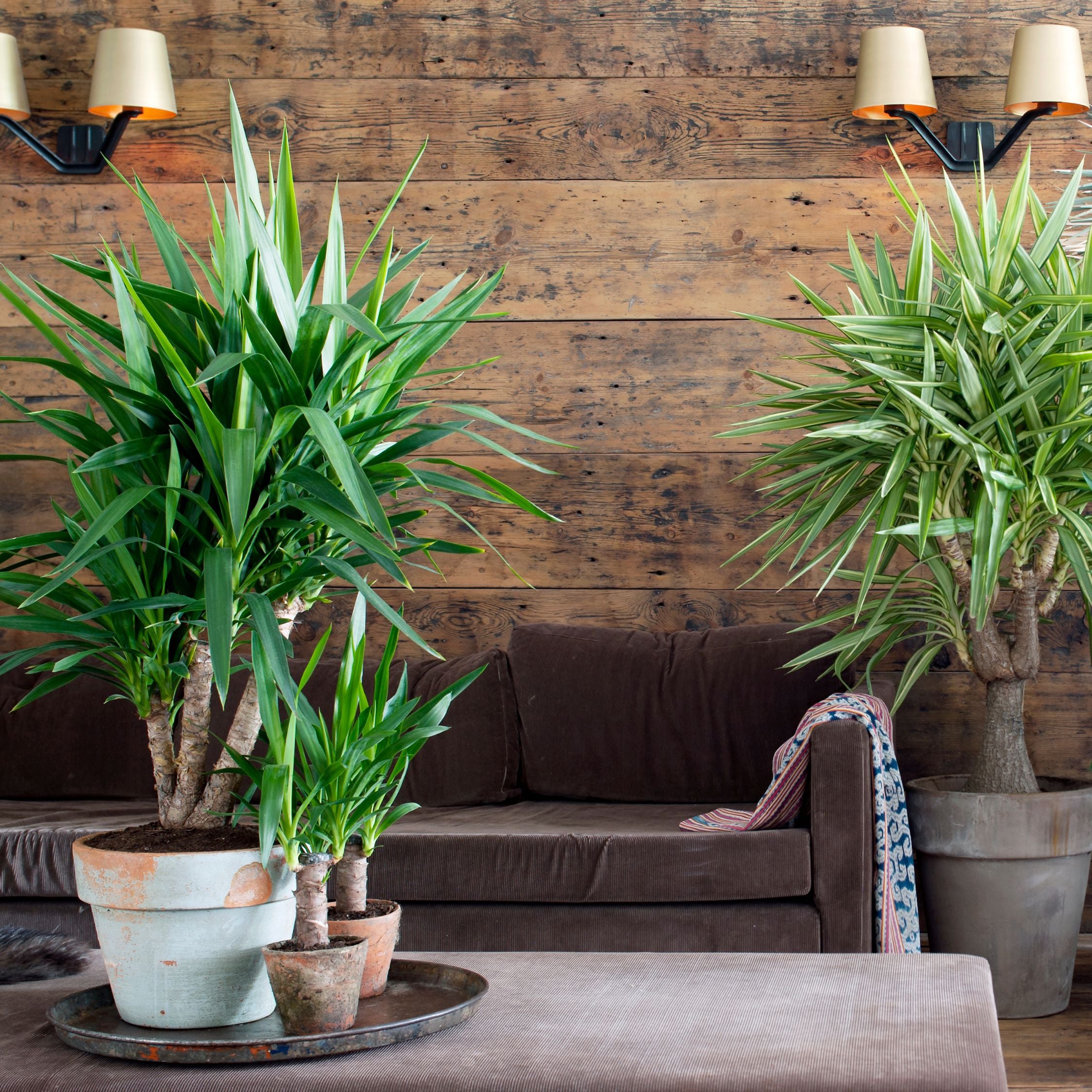 Elefantfod - Yucca elephantipes