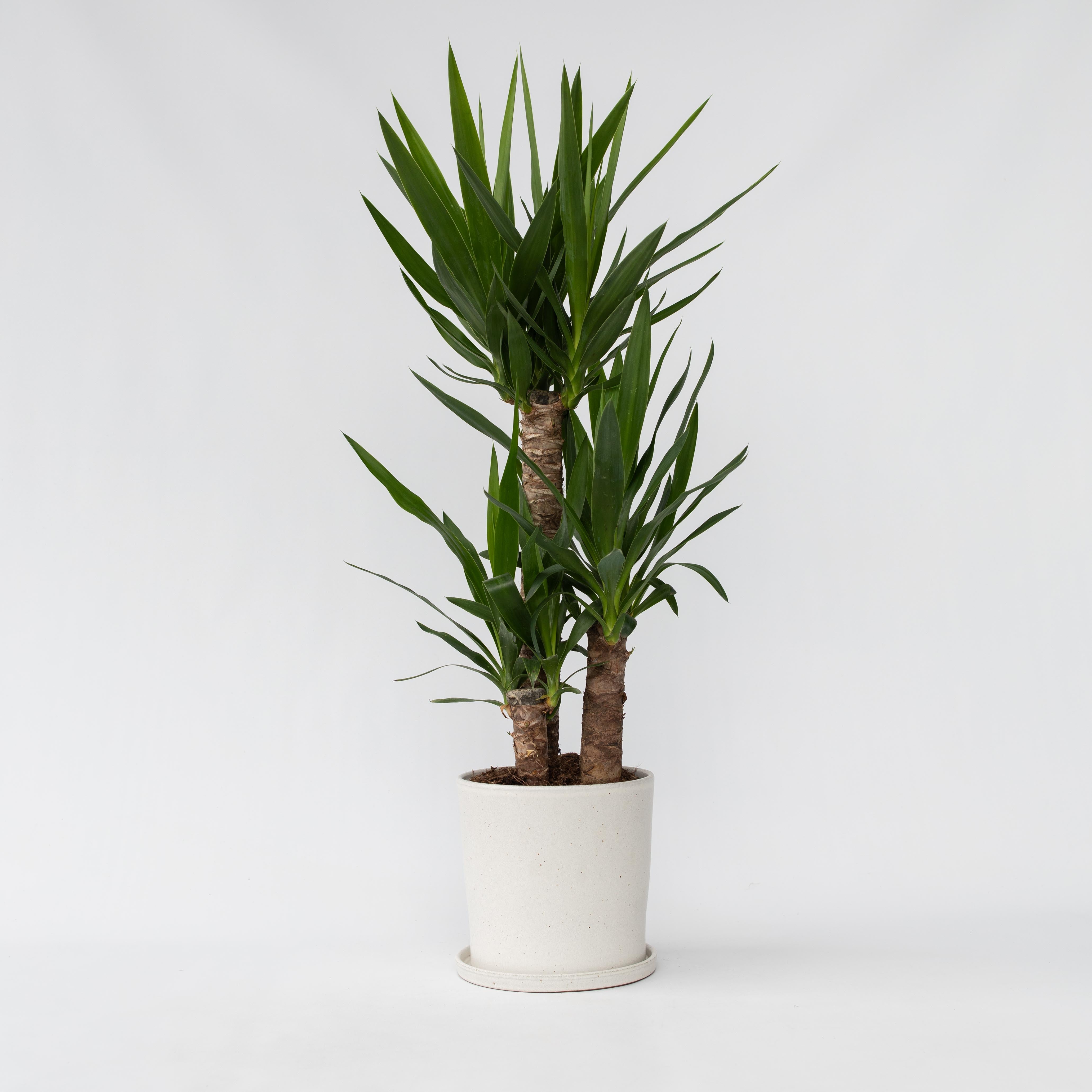 Elefantfod - Yucca elephantipes