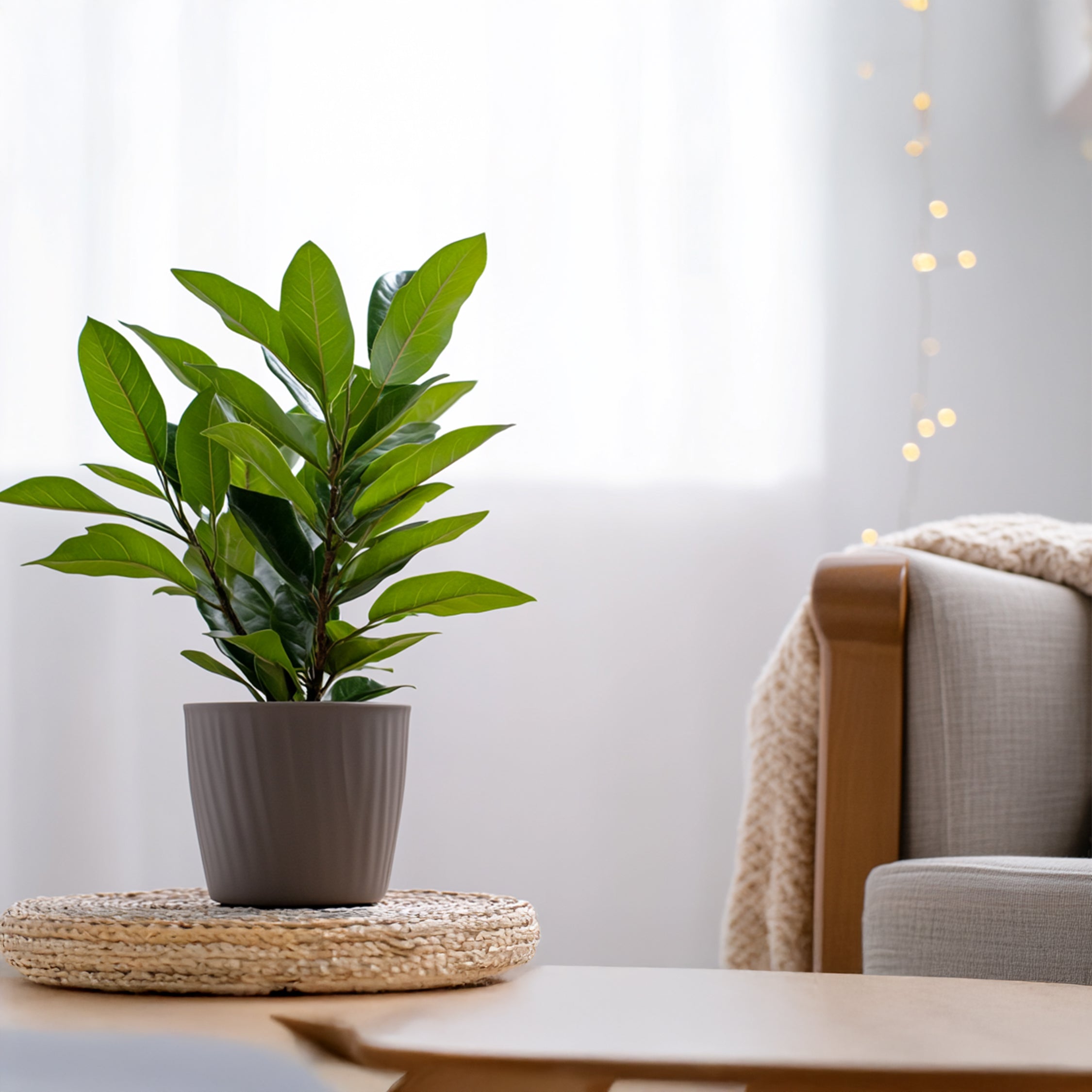 Ægte laurbær - Sæt med 2 - Laurus nobilis