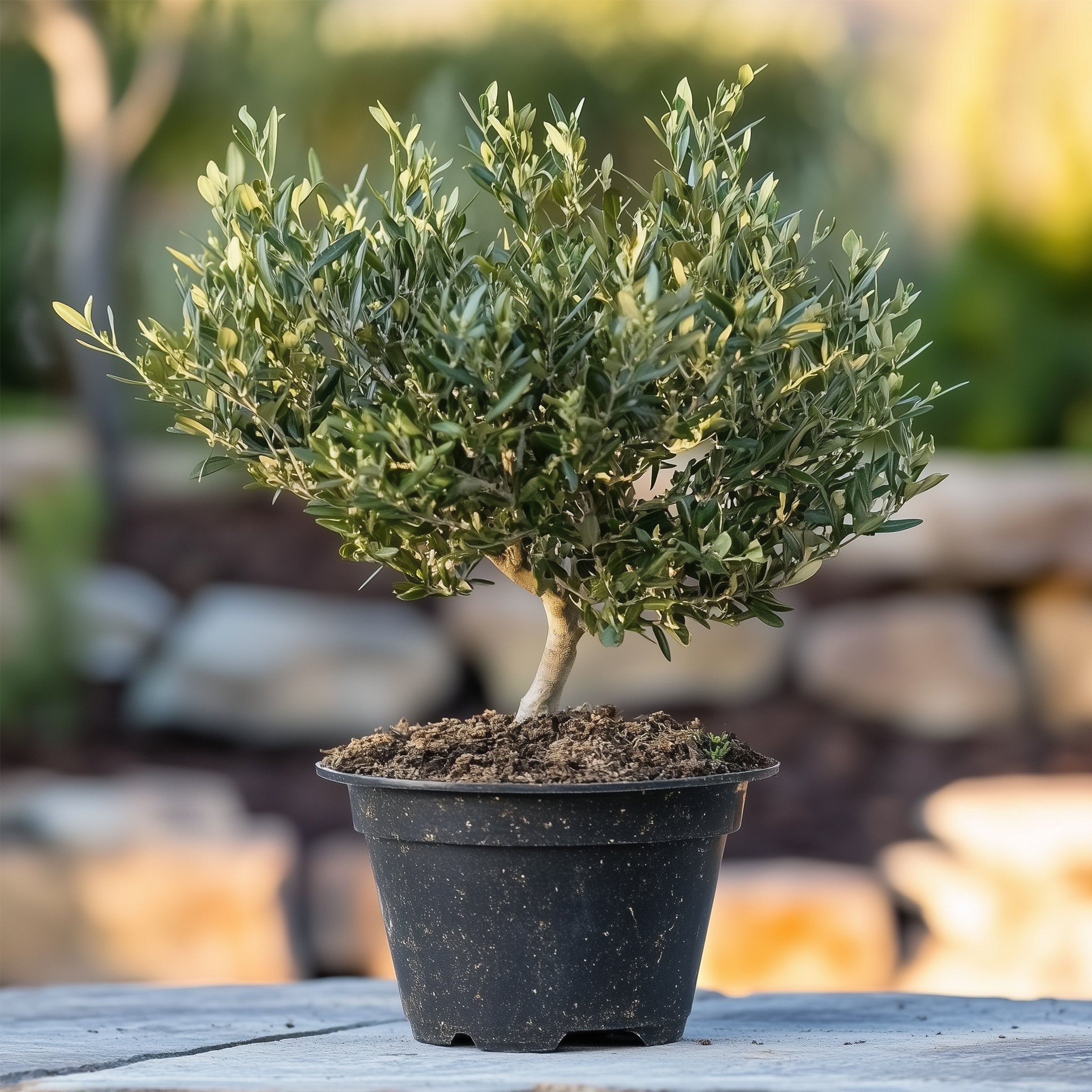 Olea bonsai i skala - Olea europaea