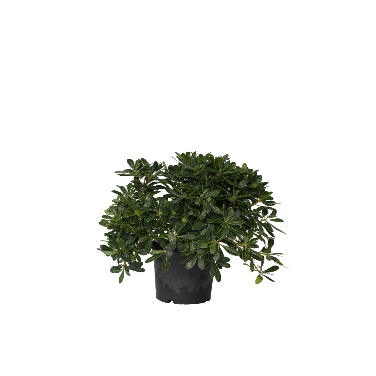 Pittosporum - Pittosporum tobira nanum