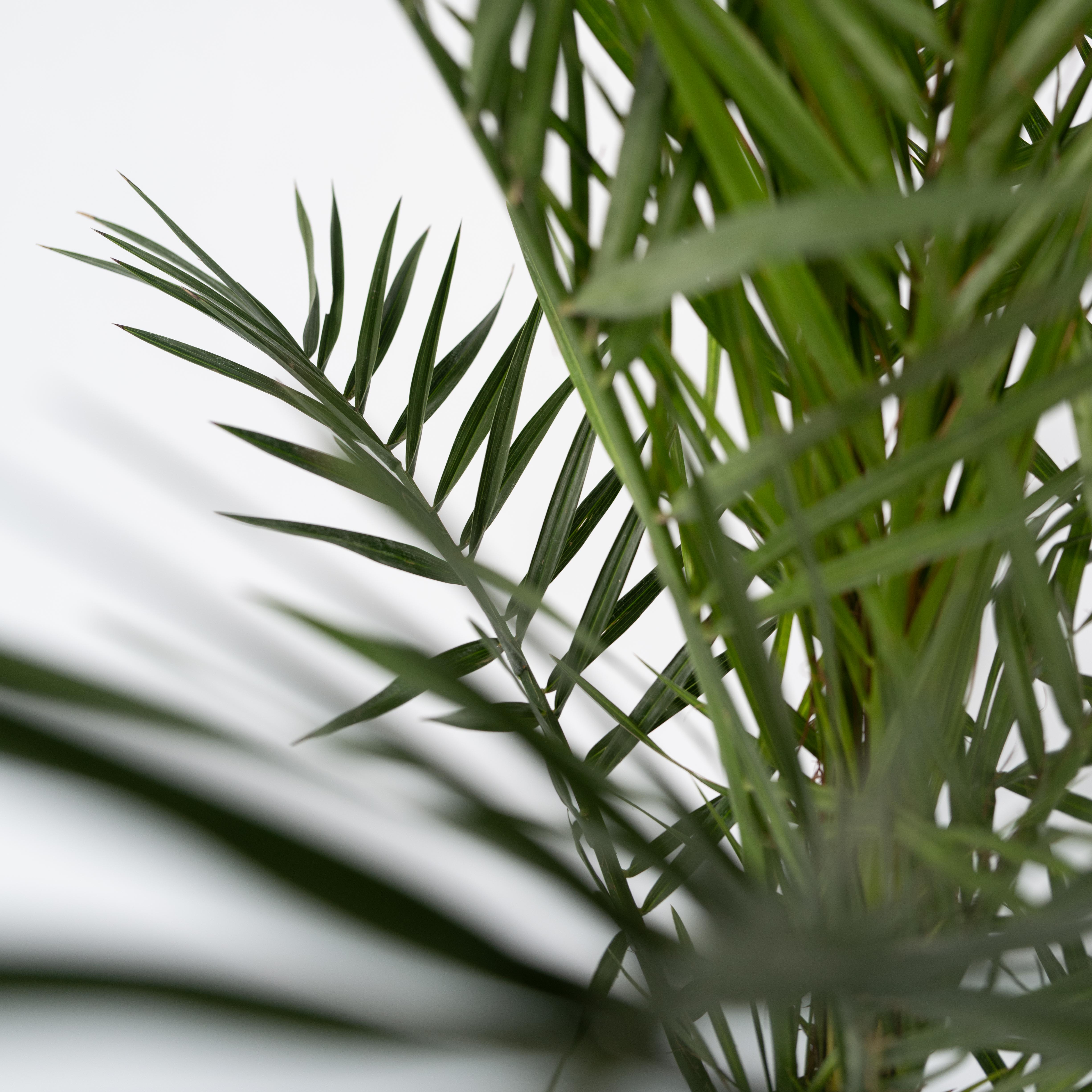 Daddelpalme - Phoenix canariensis