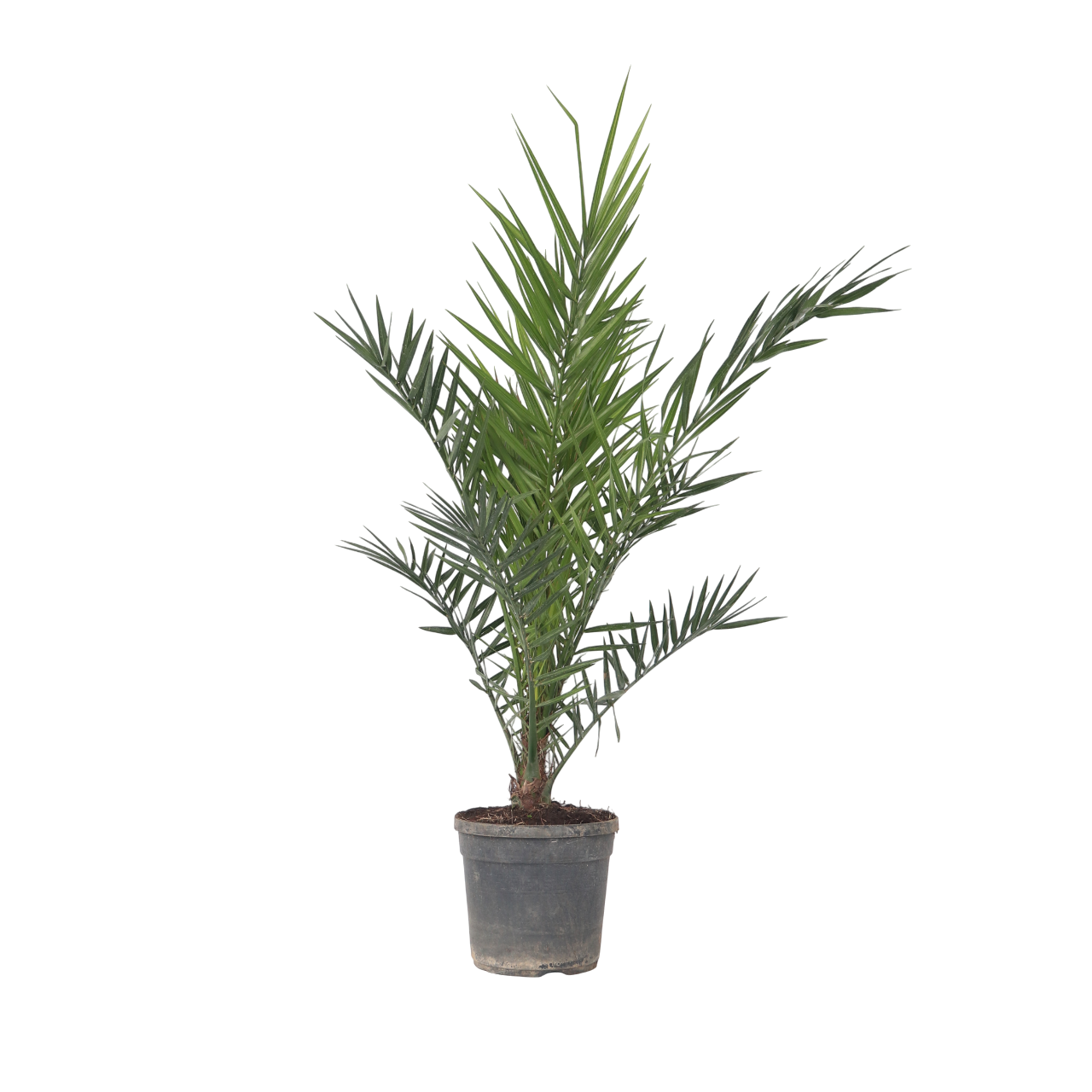 Daddelpalme - Phoenix canariensis
