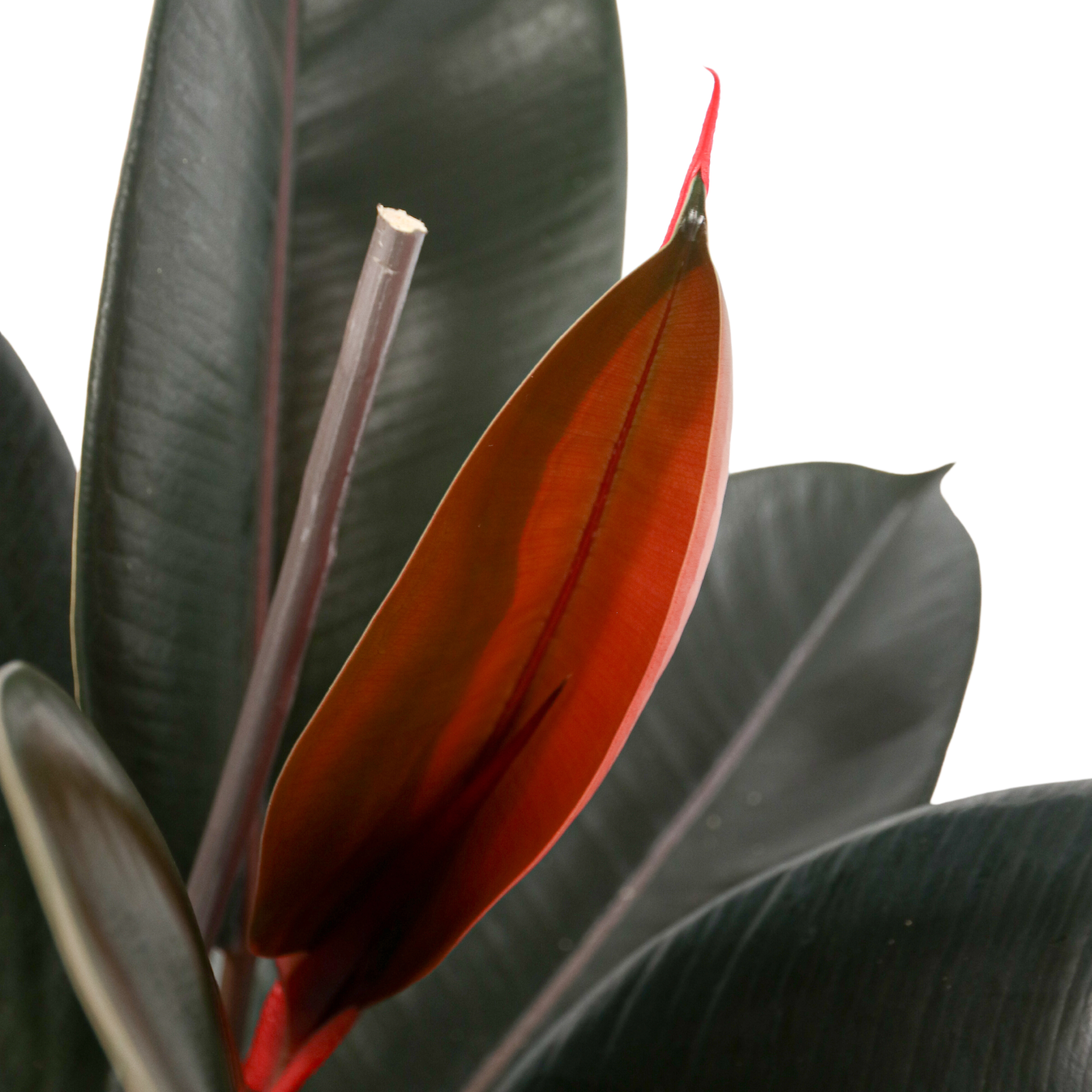 Gummitræ - Ficus Elastica 'Abidjan'