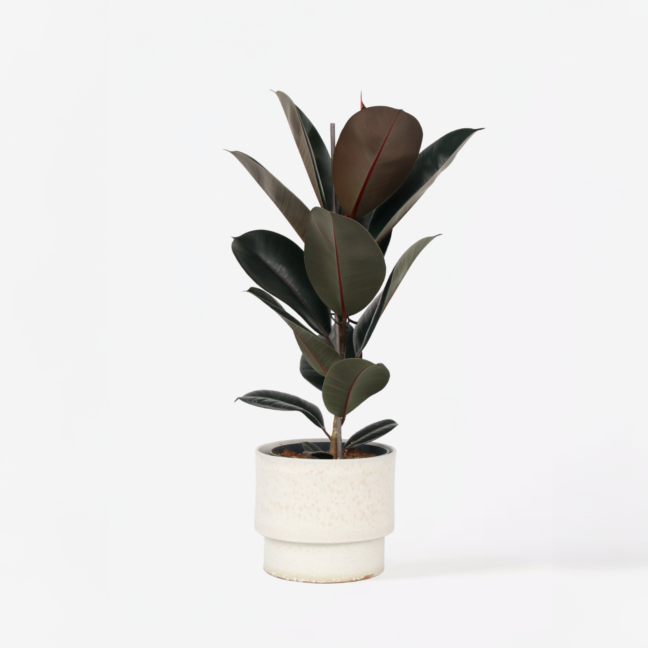 Gummitræ - Ficus Elastica 'Abidjan'