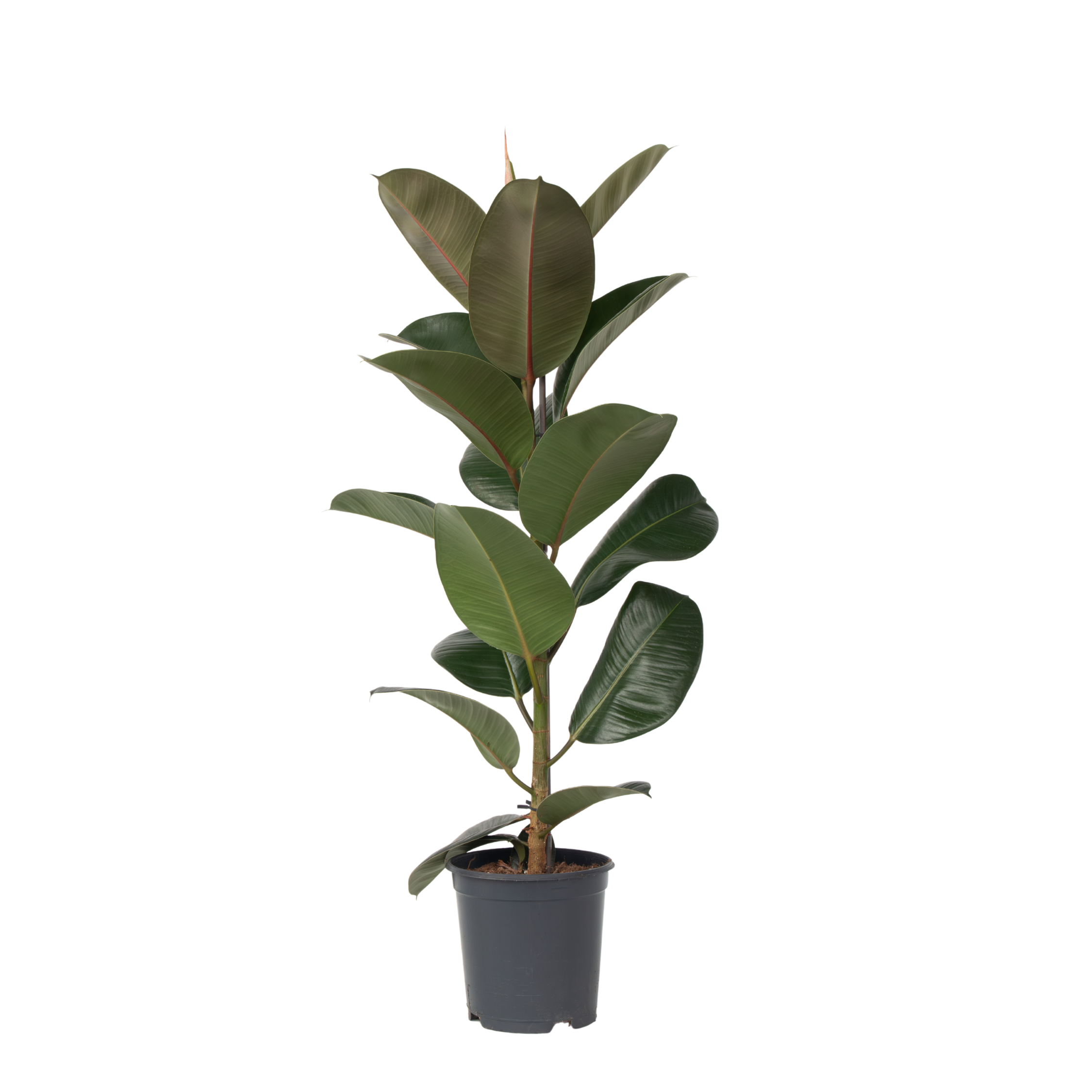 Gummitræ - Ficus Elastica 'Robusta'