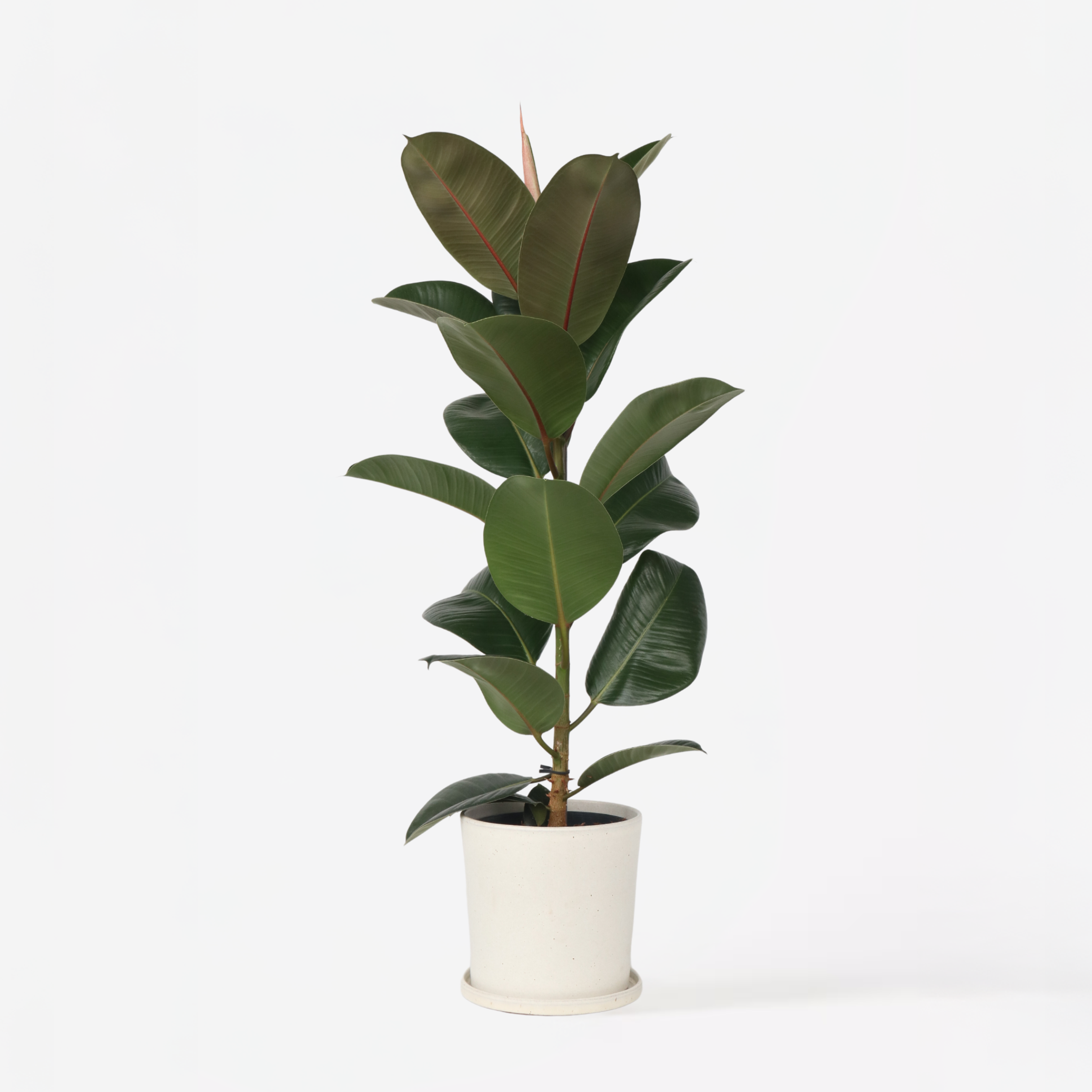 Gummitræ - Ficus Elastica 'Robusta'