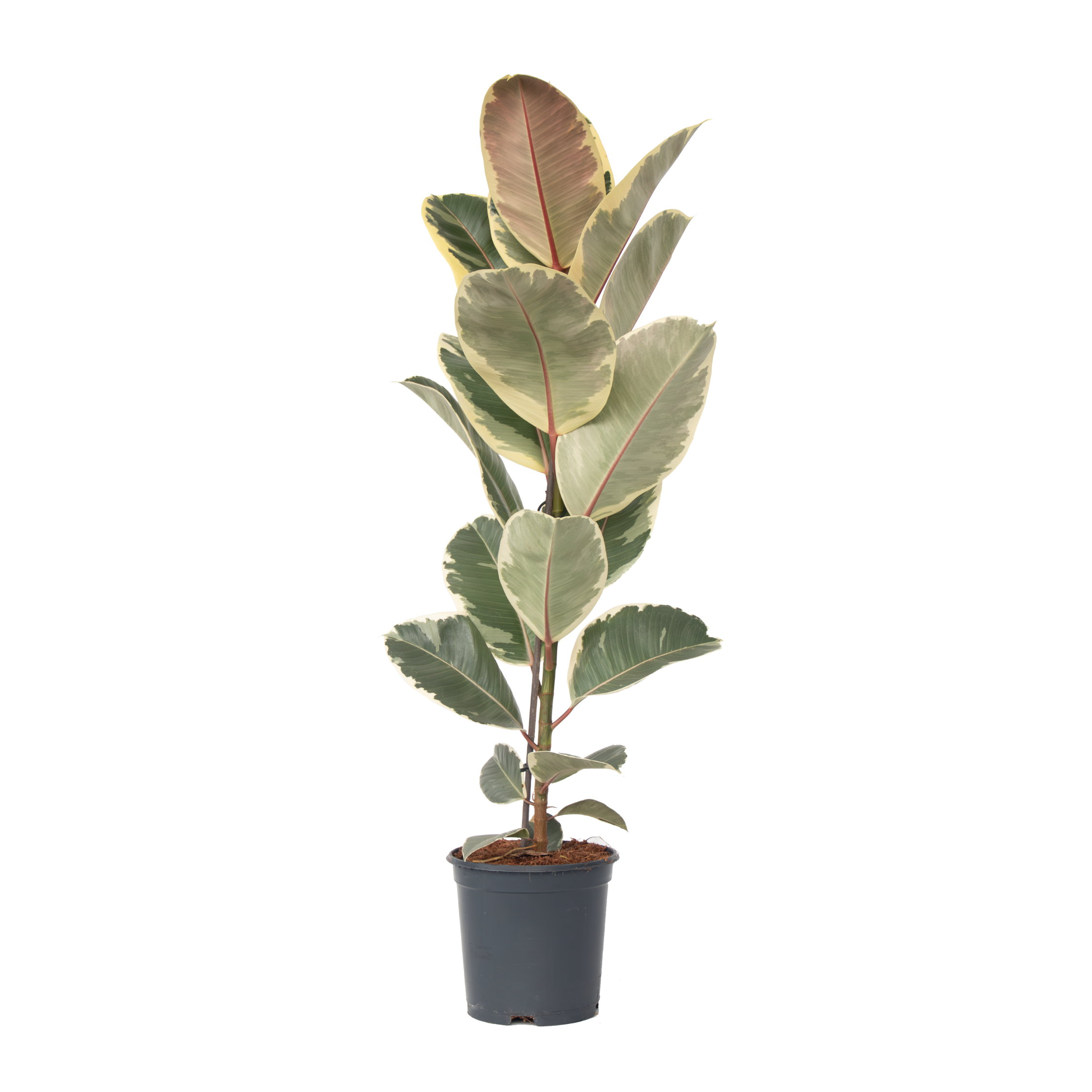 Gummitræ - Ficus Elastica 'Tineke'