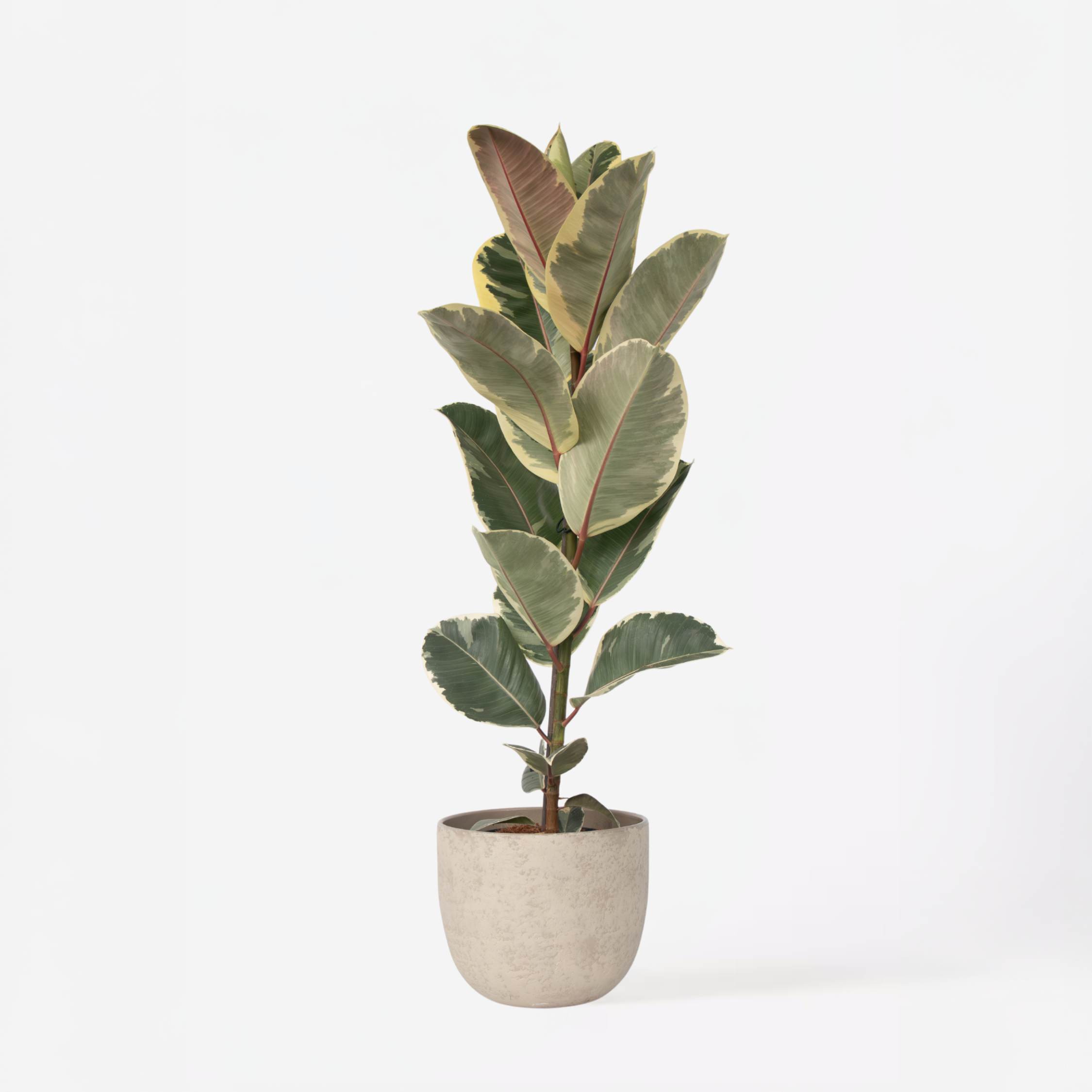 Gummitræ - Ficus Elastica 'Tineke'