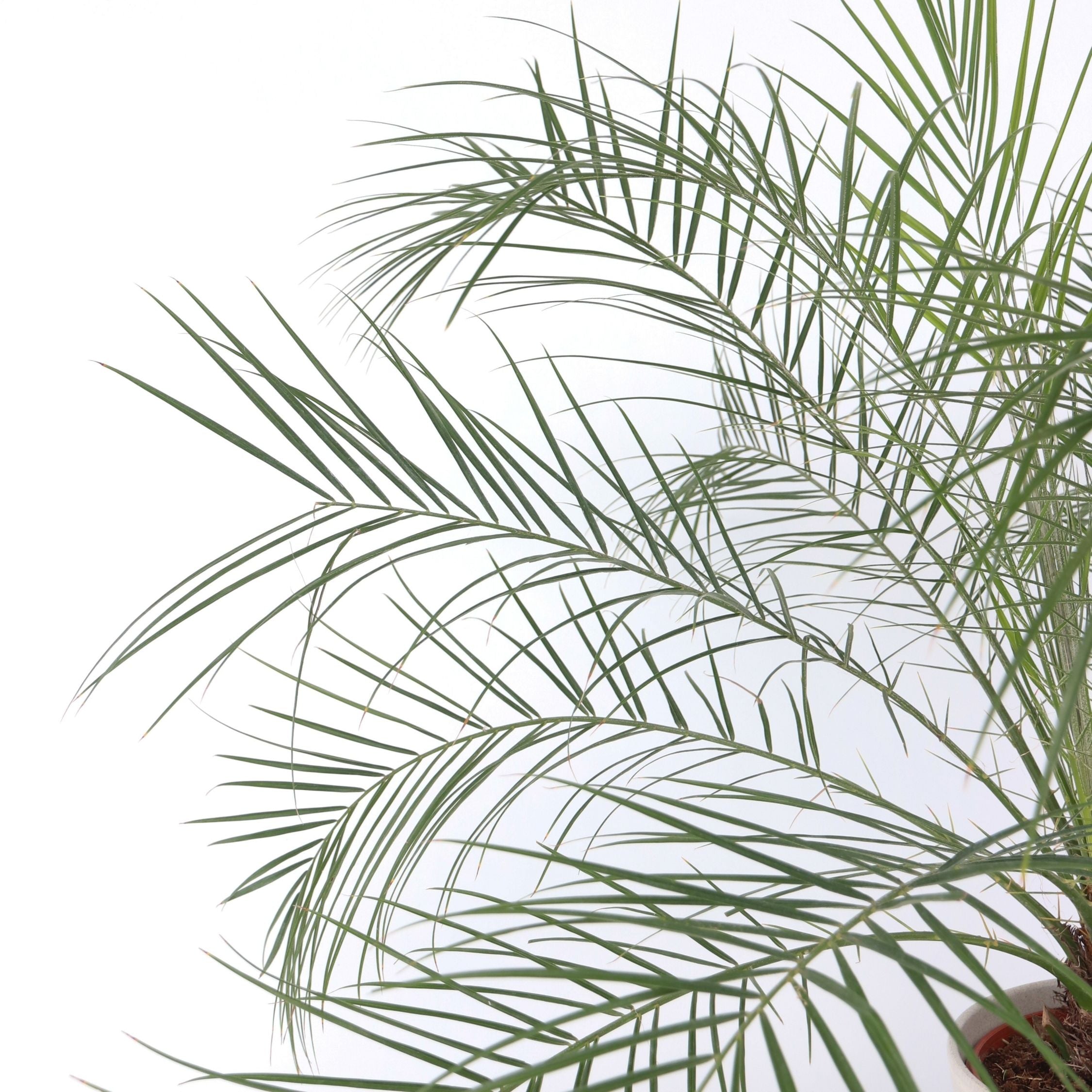 Dværgdaddelpalme - Phoenix roebelenii