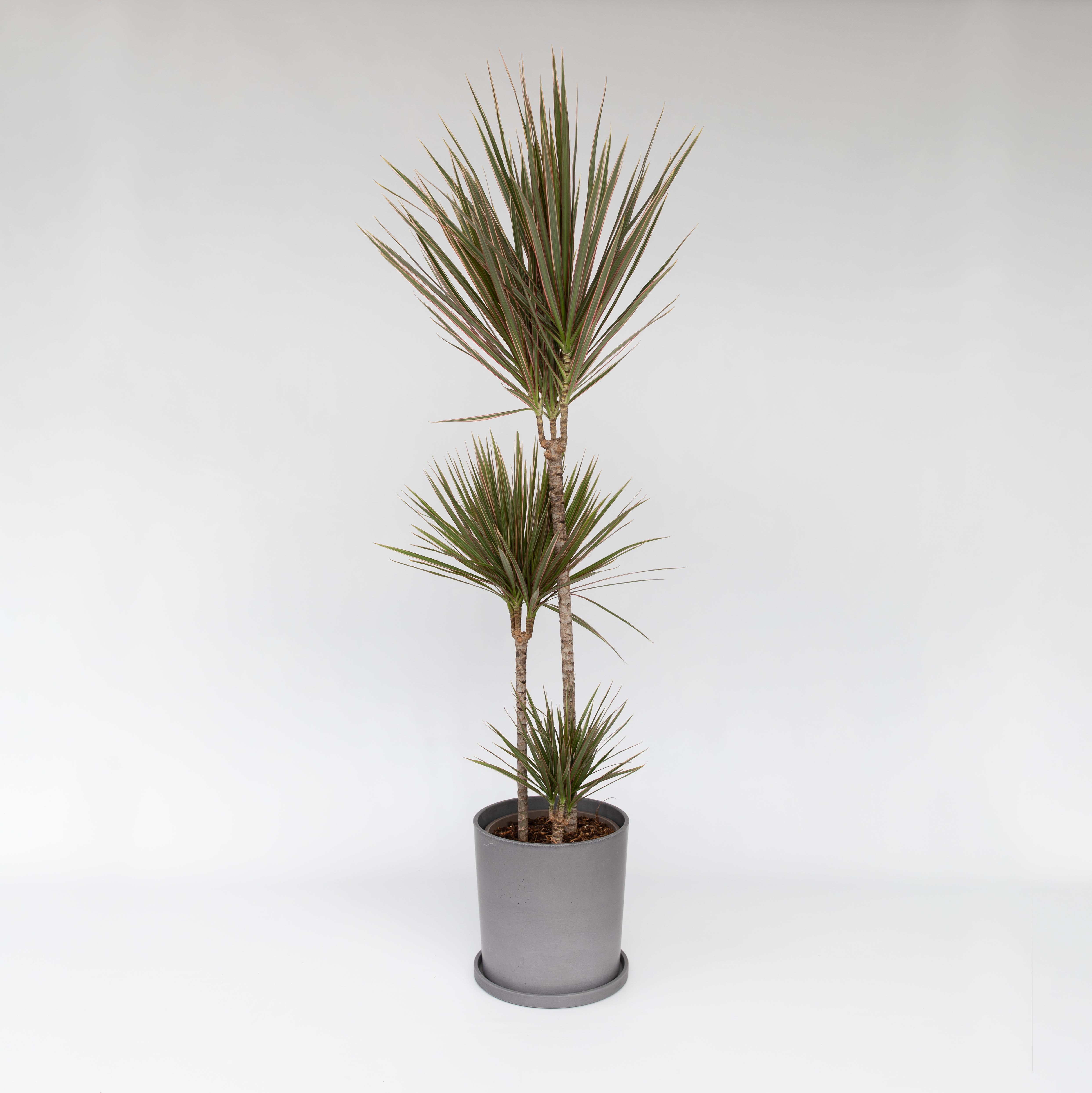Drageplante drageblodstræ - Dracaena 'Bicolor'
