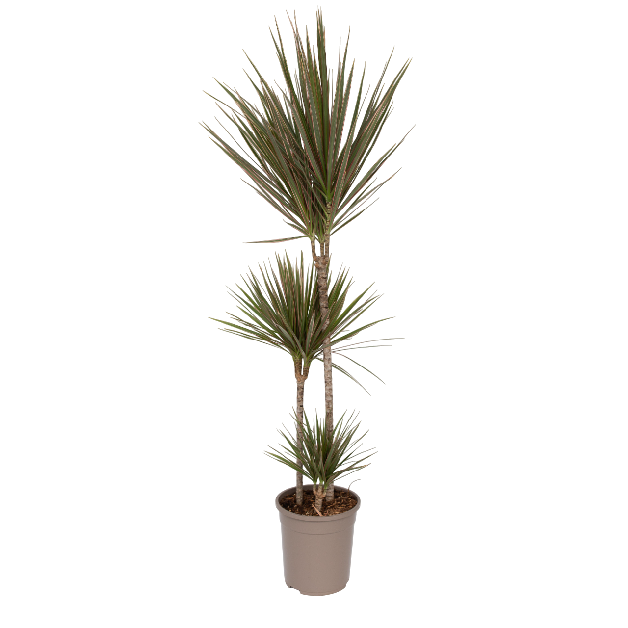 Drageplante drageblodstræ - Dracaena 'Bicolor'