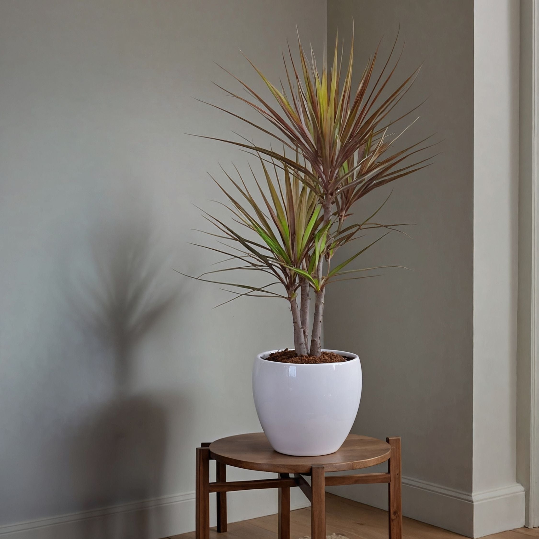 Drageplante drageblodstræ - Dracaena marginata 'Magenta'