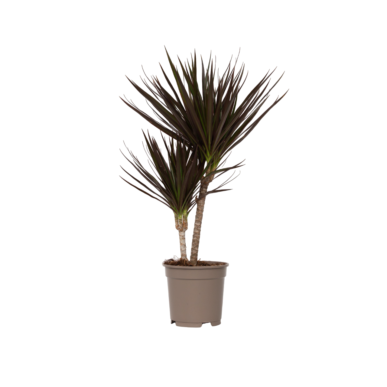 Drageplante drageblodstræ - Dracaena marginata 'Magenta'