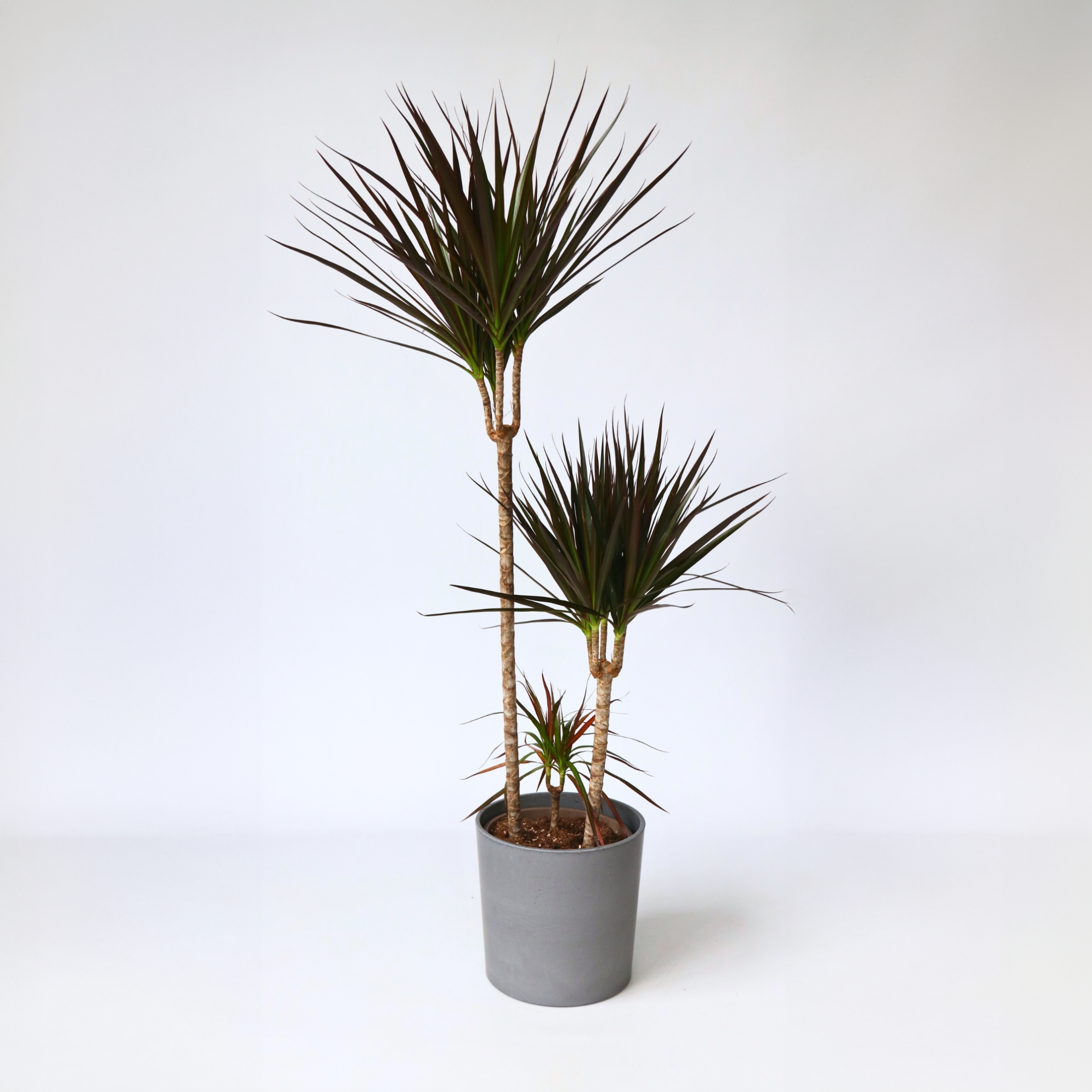 Drageplante drageblodstræ - Dracaena 'Magenta'