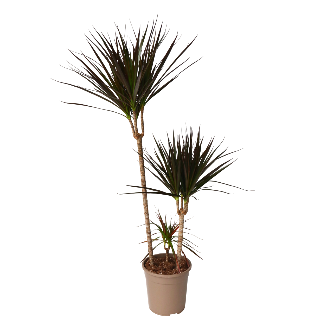 Drageplante drageblodstræ - Dracaena 'Magenta'