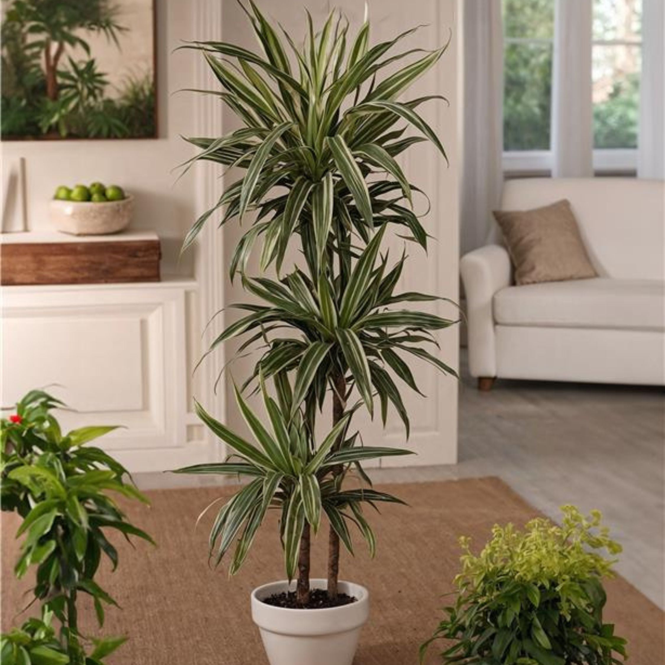 Drageplante - Dracaena Deremensis 'Warneckei'