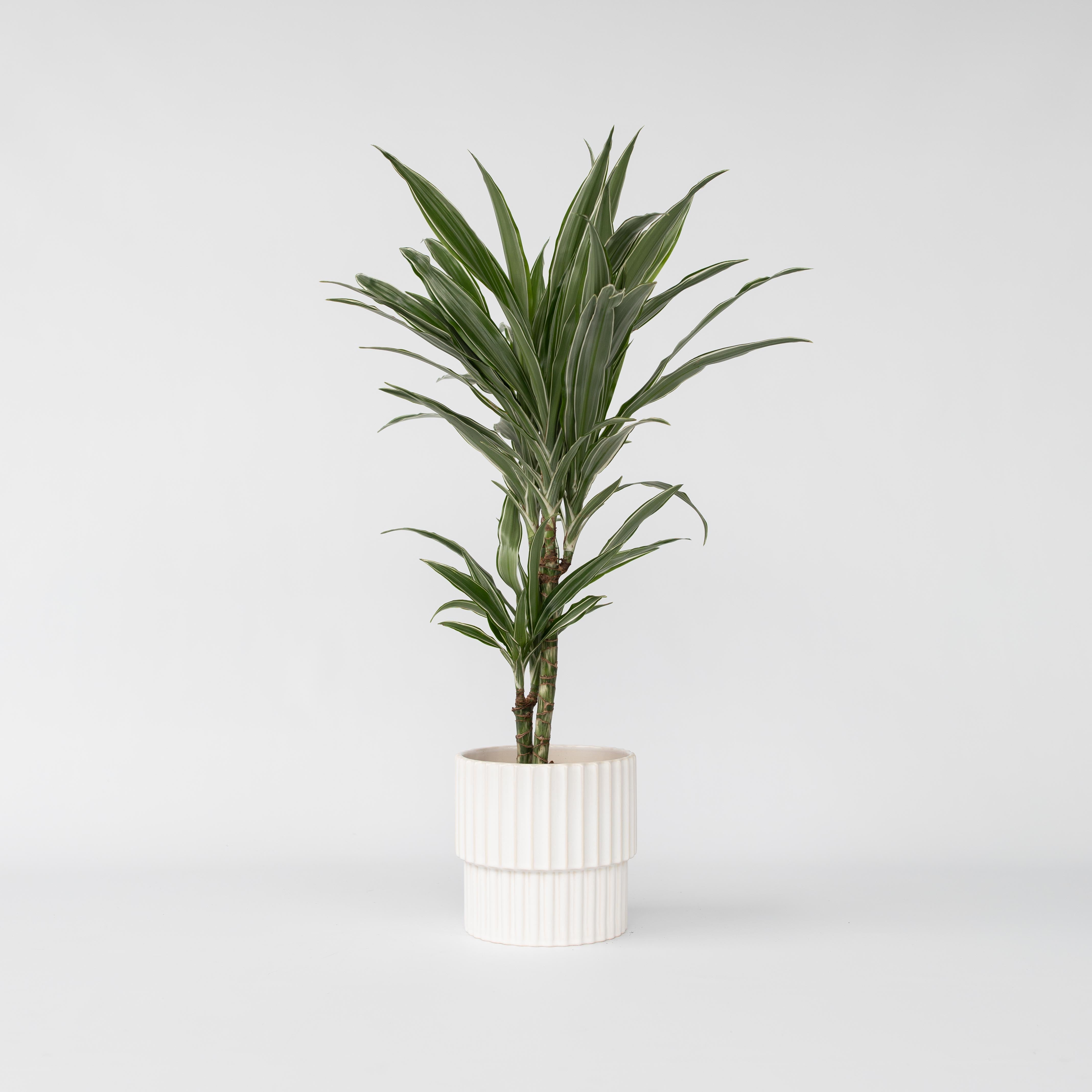 Drageplante - Dracaena Deremensis 'Warneckei'