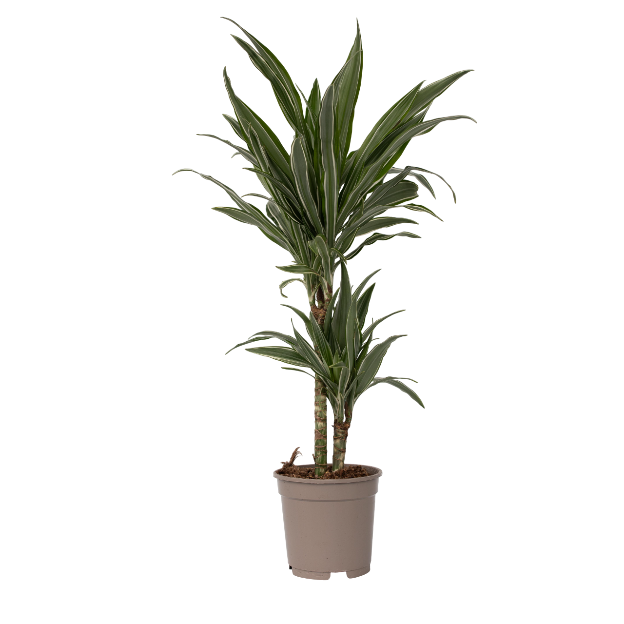 Drageplante - Dracaena Deremensis 'Warneckei'