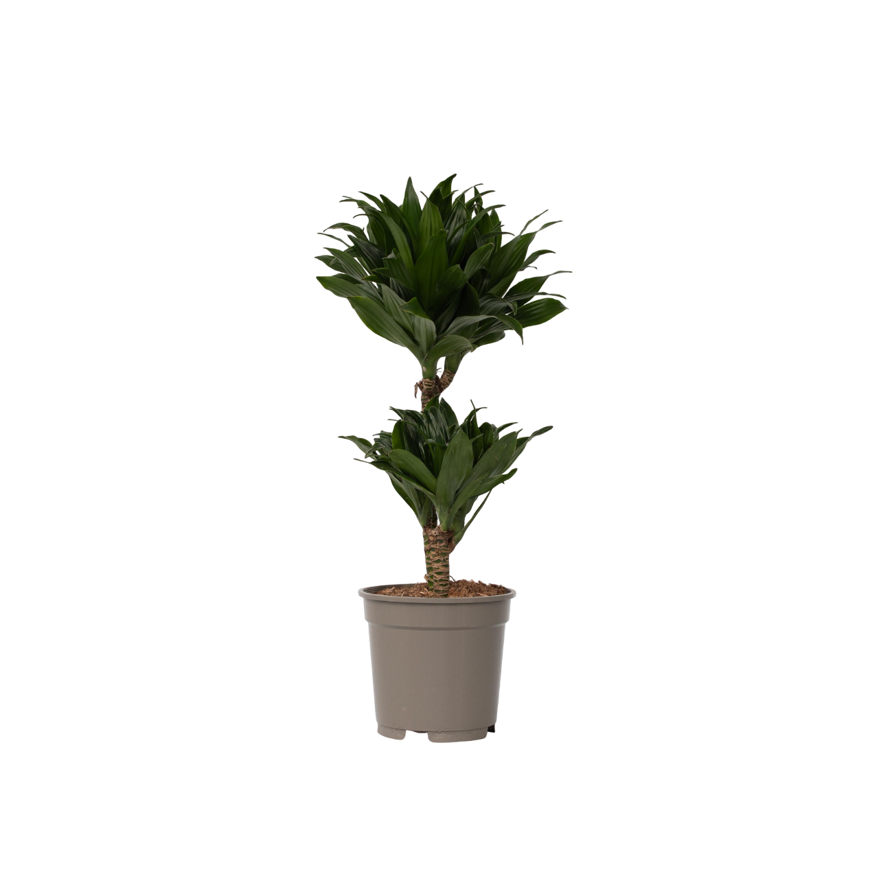 Drageplante - Dracaena surculosa