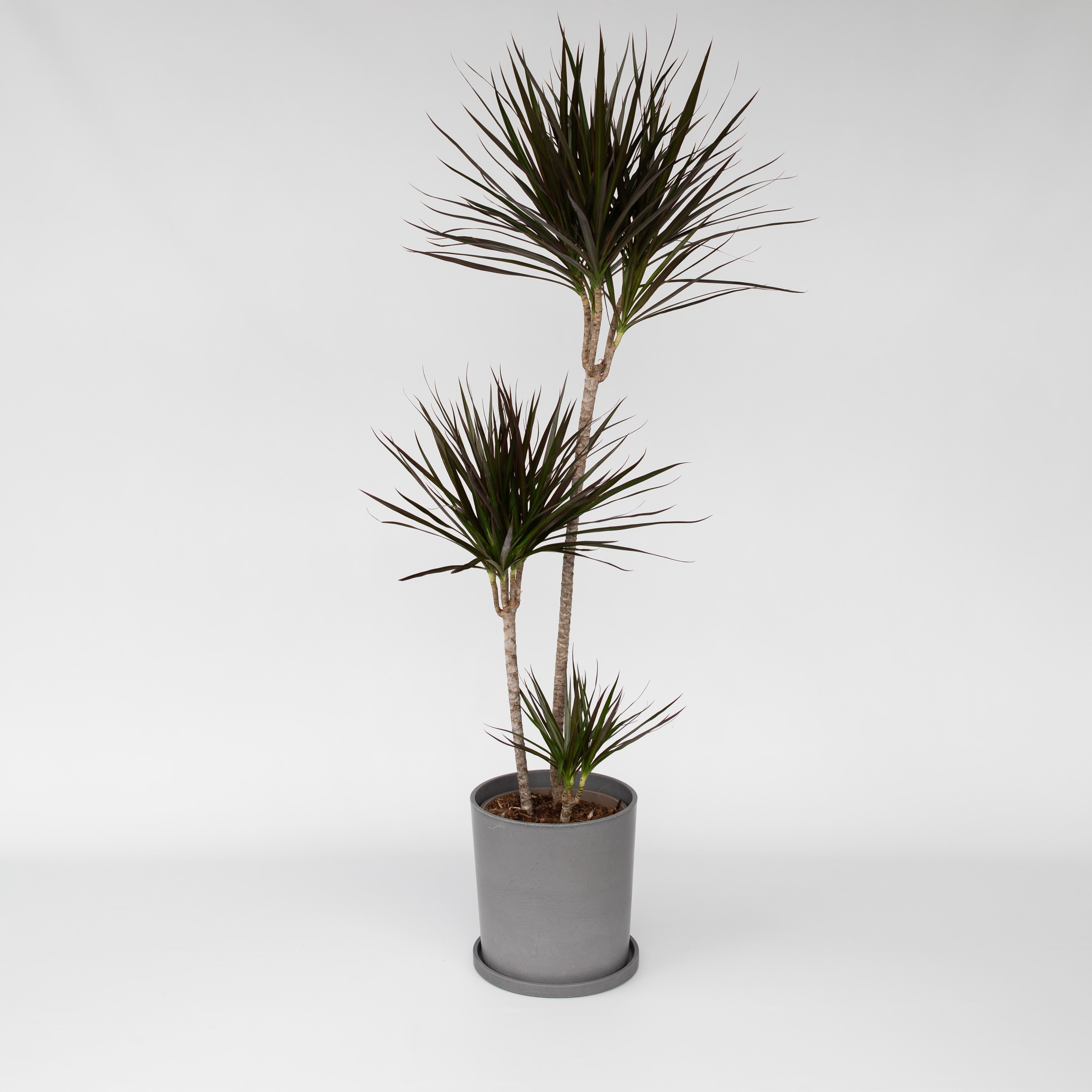 Drageplante drageblodstræ - Dracaena marginata