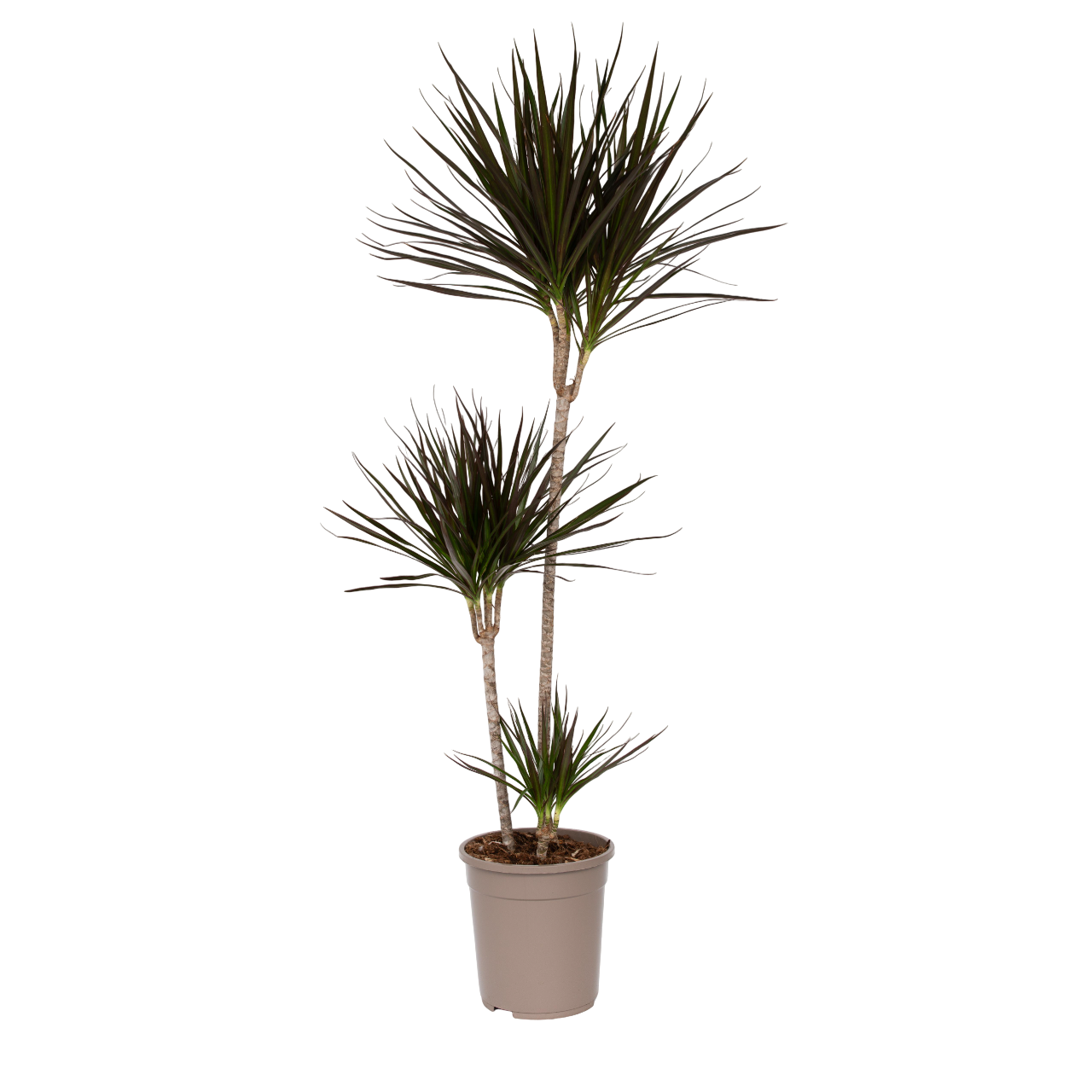Drageplante drageblodstræ - Dracaena marginata