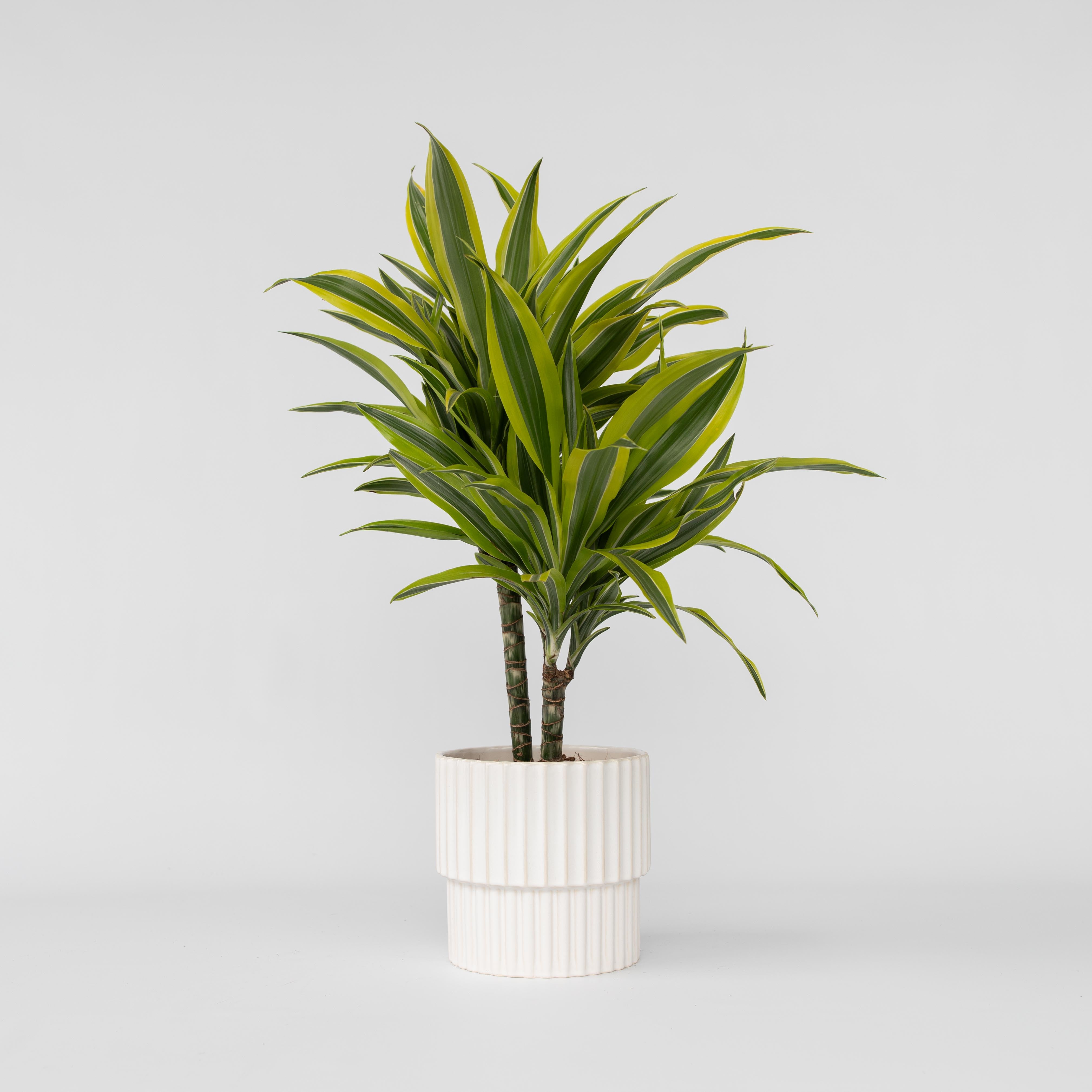 Drageplante - Dracaena deremensis 'Lemon Lime'