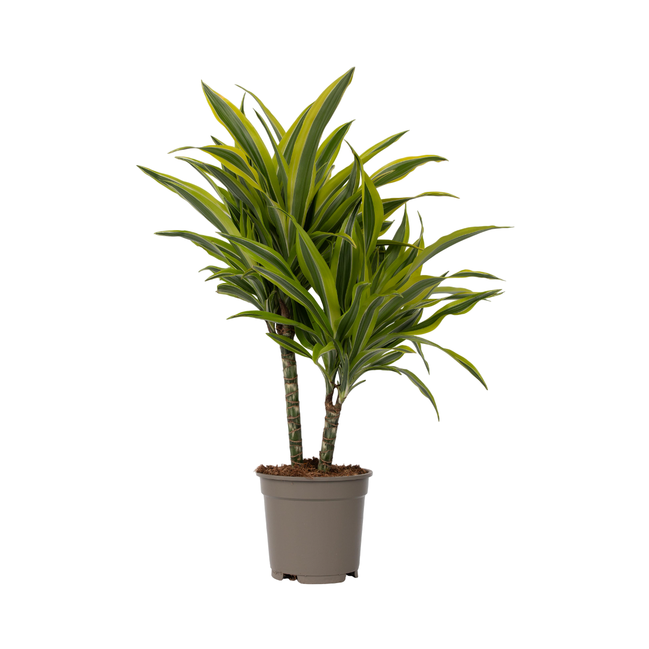 Drageplante - Dracaena deremensis 'Lemon Lime'
