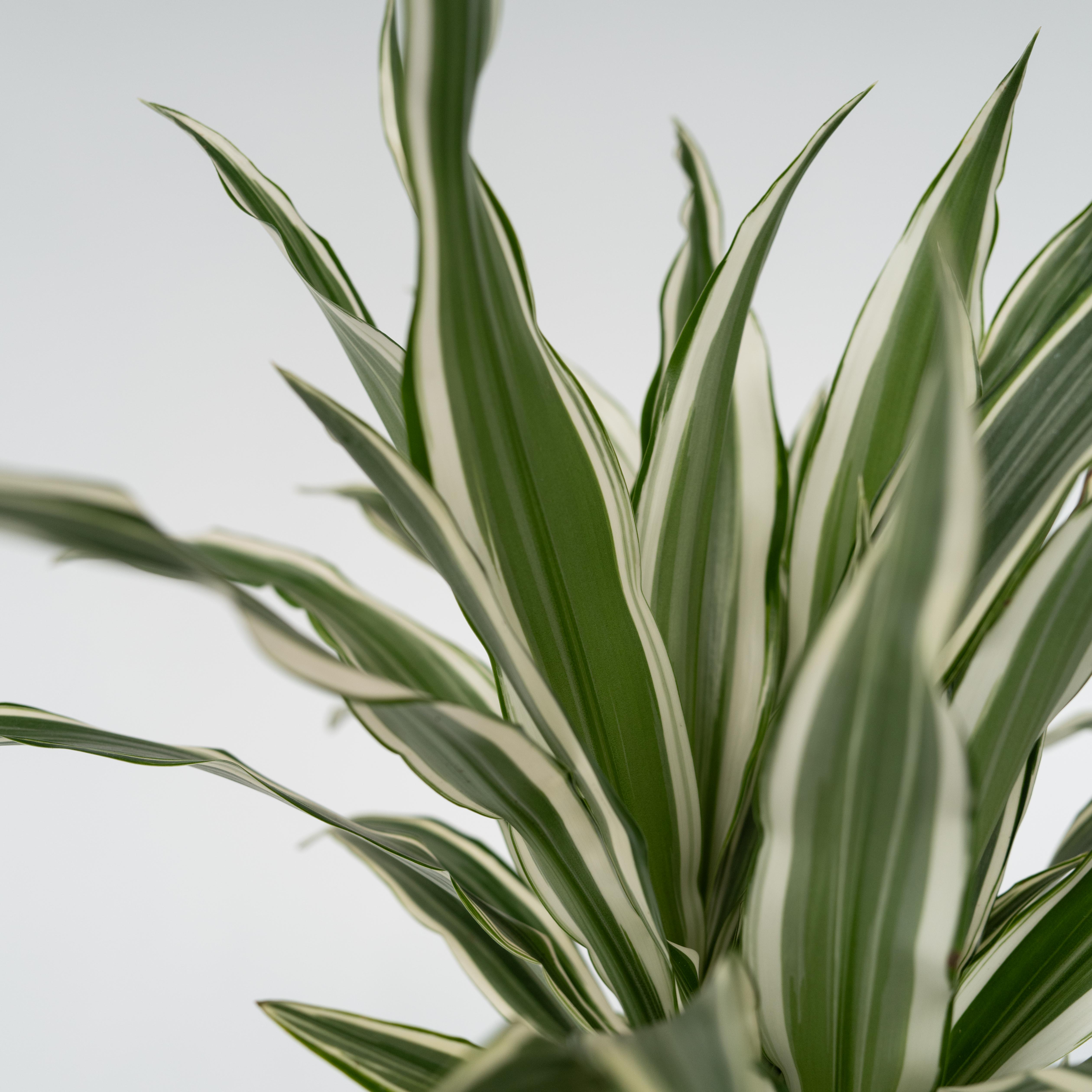 Drageplante - Dracaena deremensis 'White Stripe'