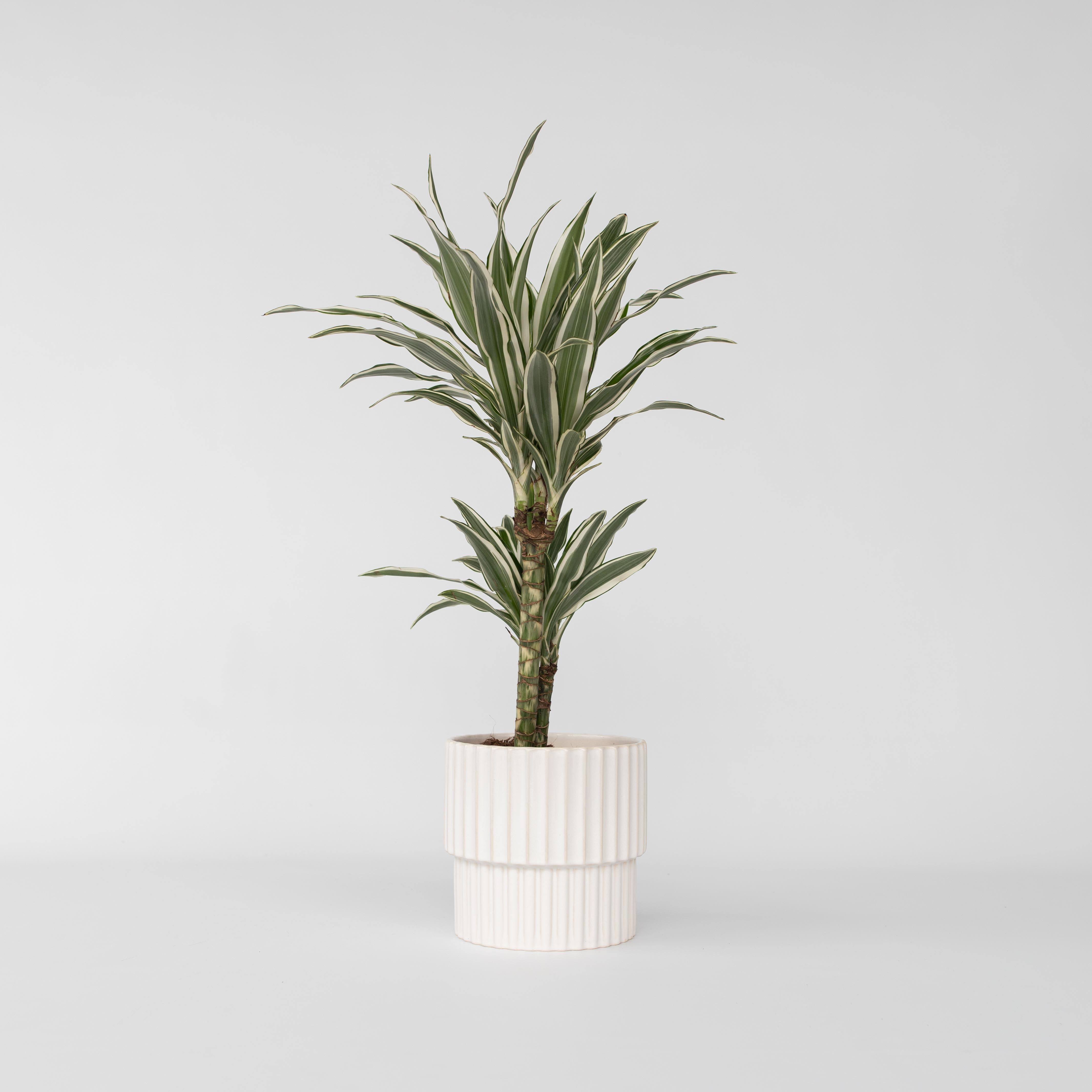 Drageplante - Dracaena deremensis 'White Stripe'