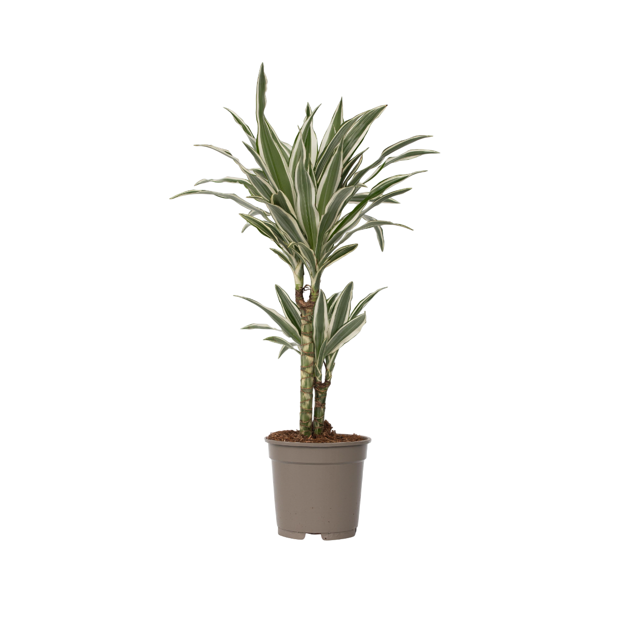 Drageplante - Dracaena deremensis 'White Stripe'