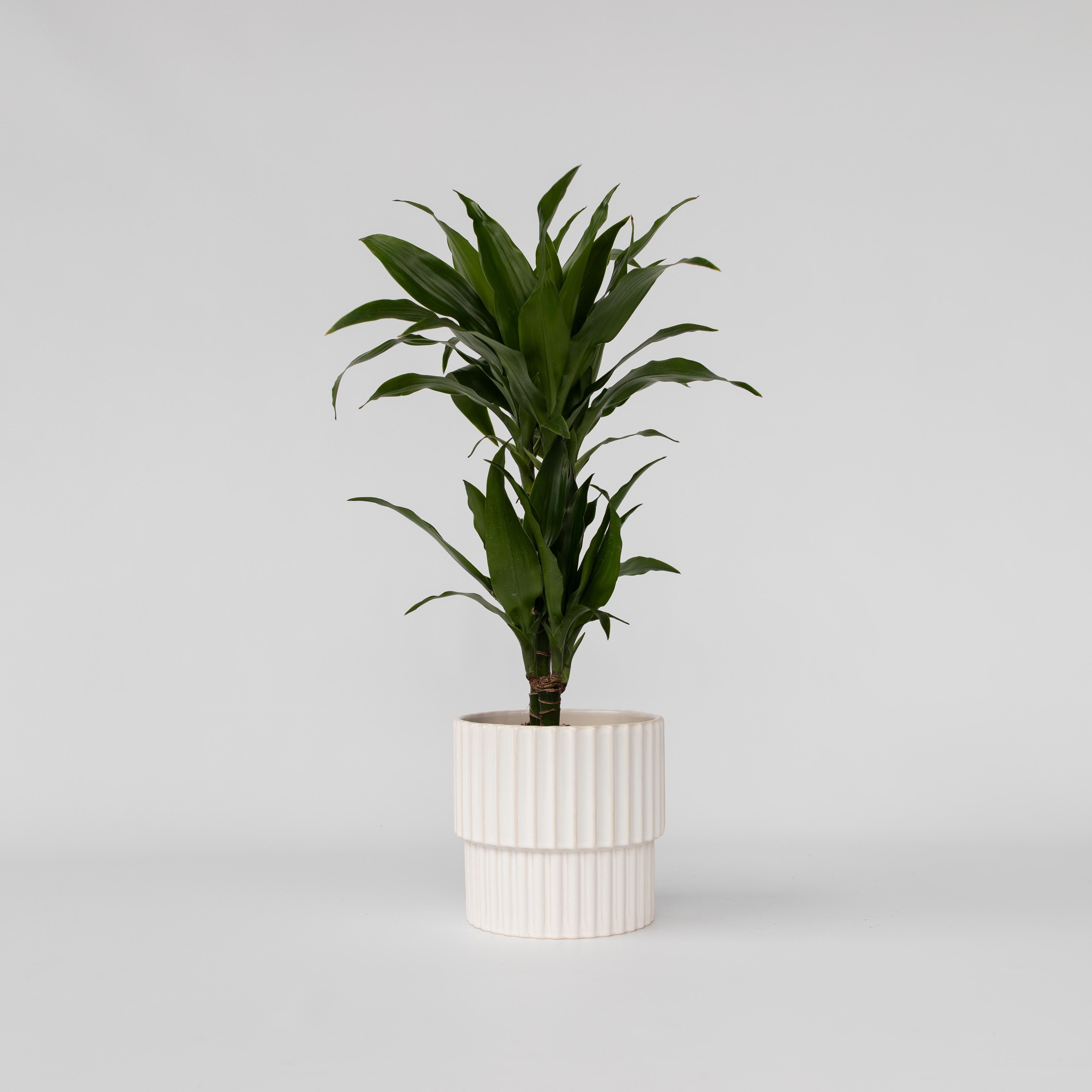 Drageplante - Dracaena deremensis 'Janet Craig'
