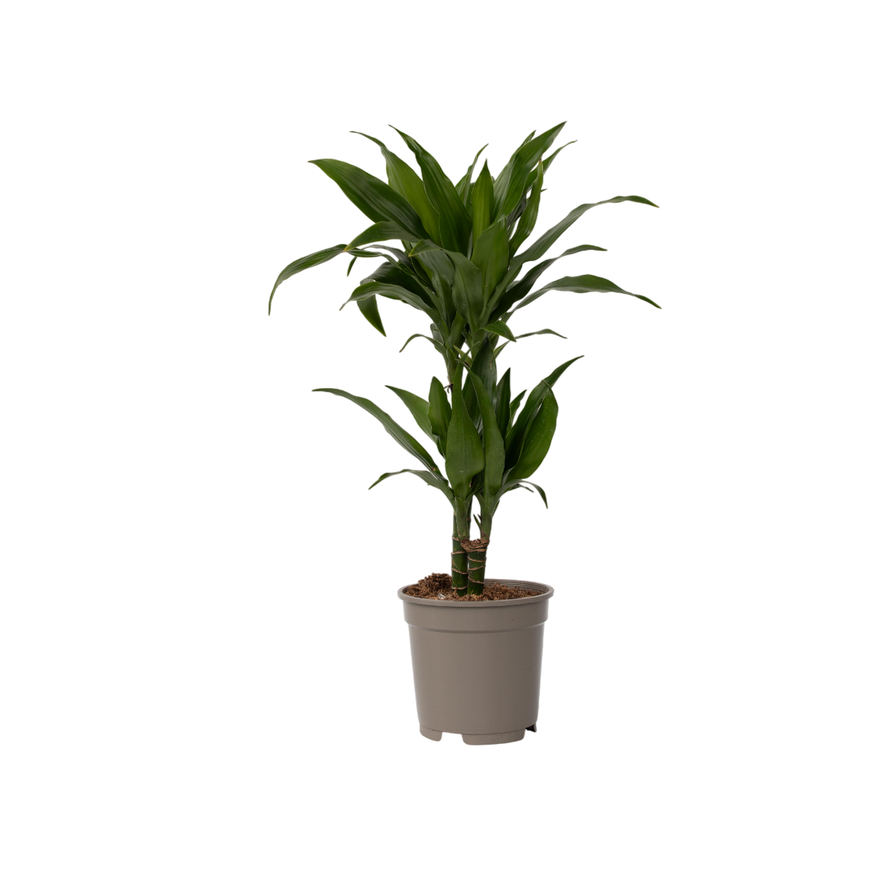 Drageplante - Dracaena deremensis 'Janet Craig'