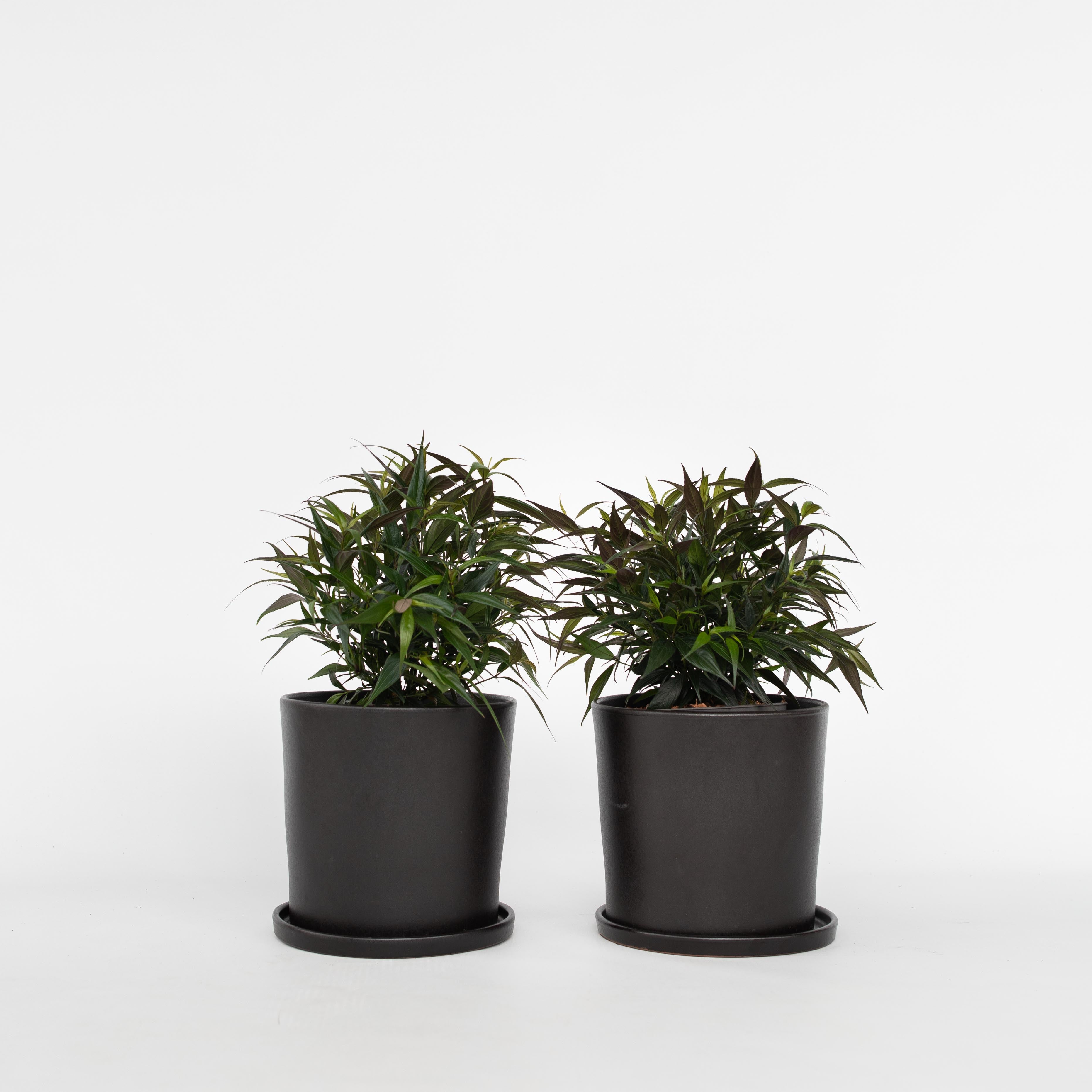 Sølvlys - Sæt 2 - Strobilanthes anisophyllus ‘Brunetthy’