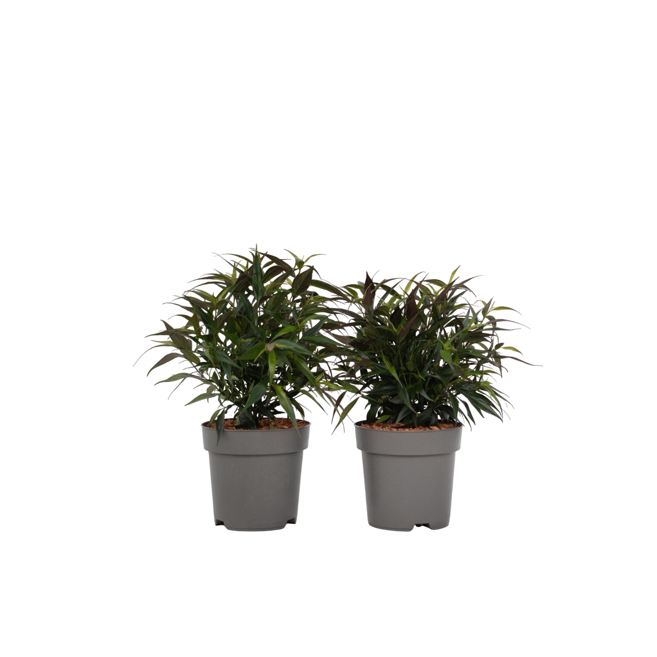 Sølvlys - Sæt 2 - Strobilanthes anisophyllus ‘Brunetthy’