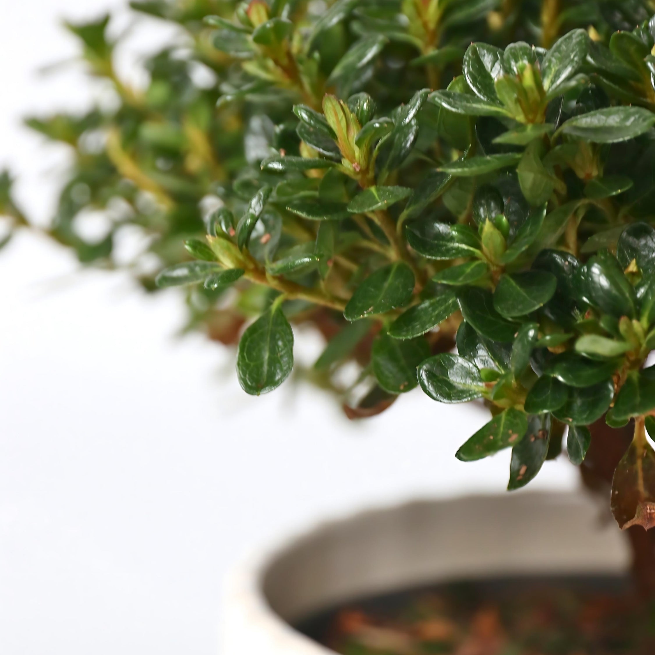 Japansk Azalea - Sæt med 2 - Rhododendron 'Anouk'