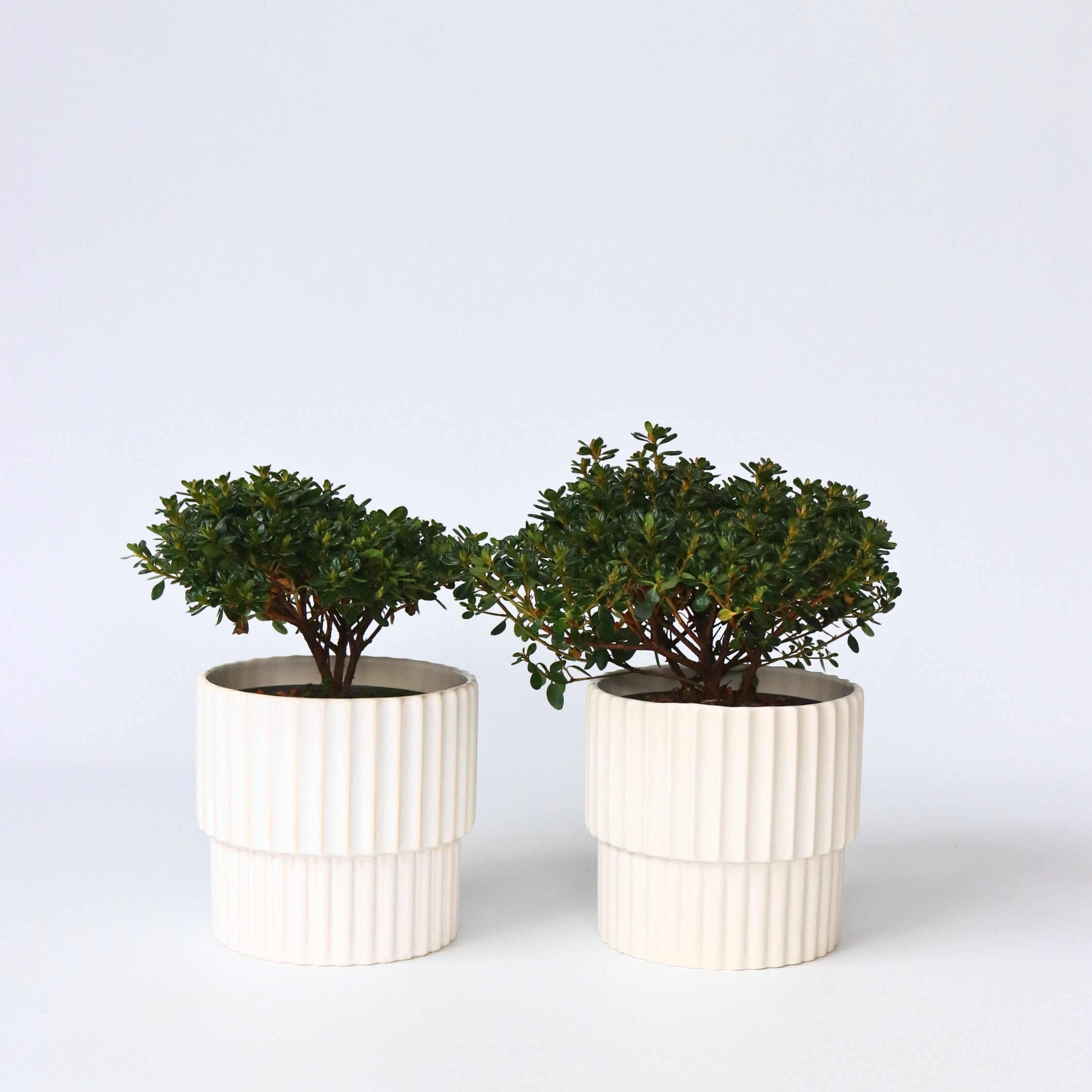 Japansk Azalea - Sæt med 2 - Rhododendron 'Anouk'