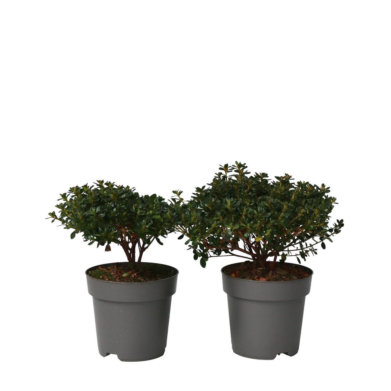 Japansk Azalea - Sæt med 2 - Rhododendron 'Anouk'