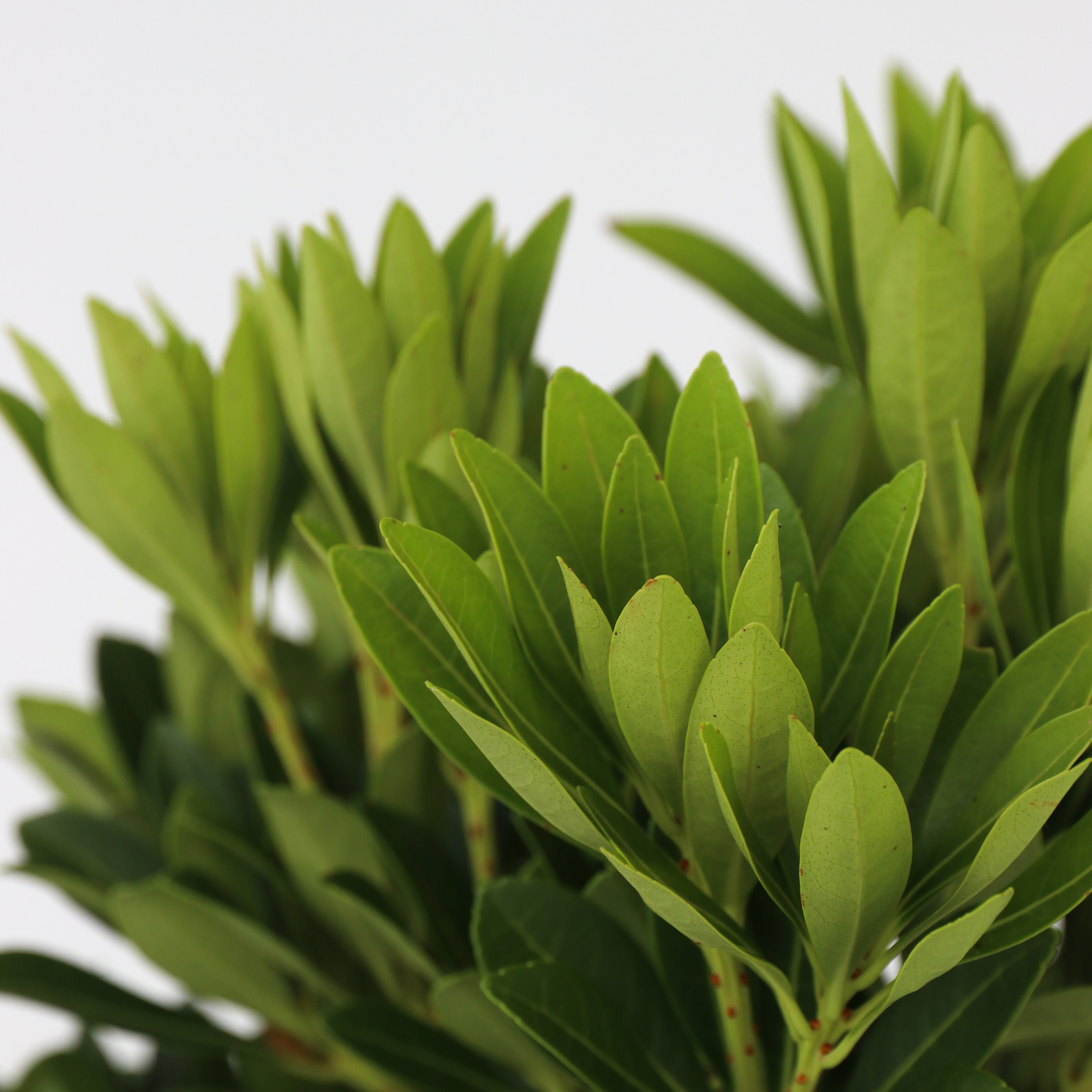 Pieris - Sæt med 2 - Pieris 'Forest Flame'