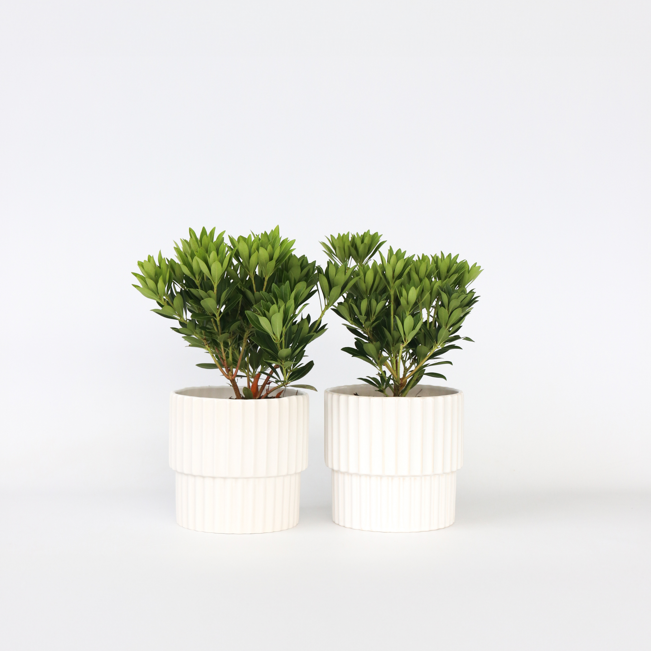 Pieris - Sæt med 2 - Pieris 'Forest Flame'