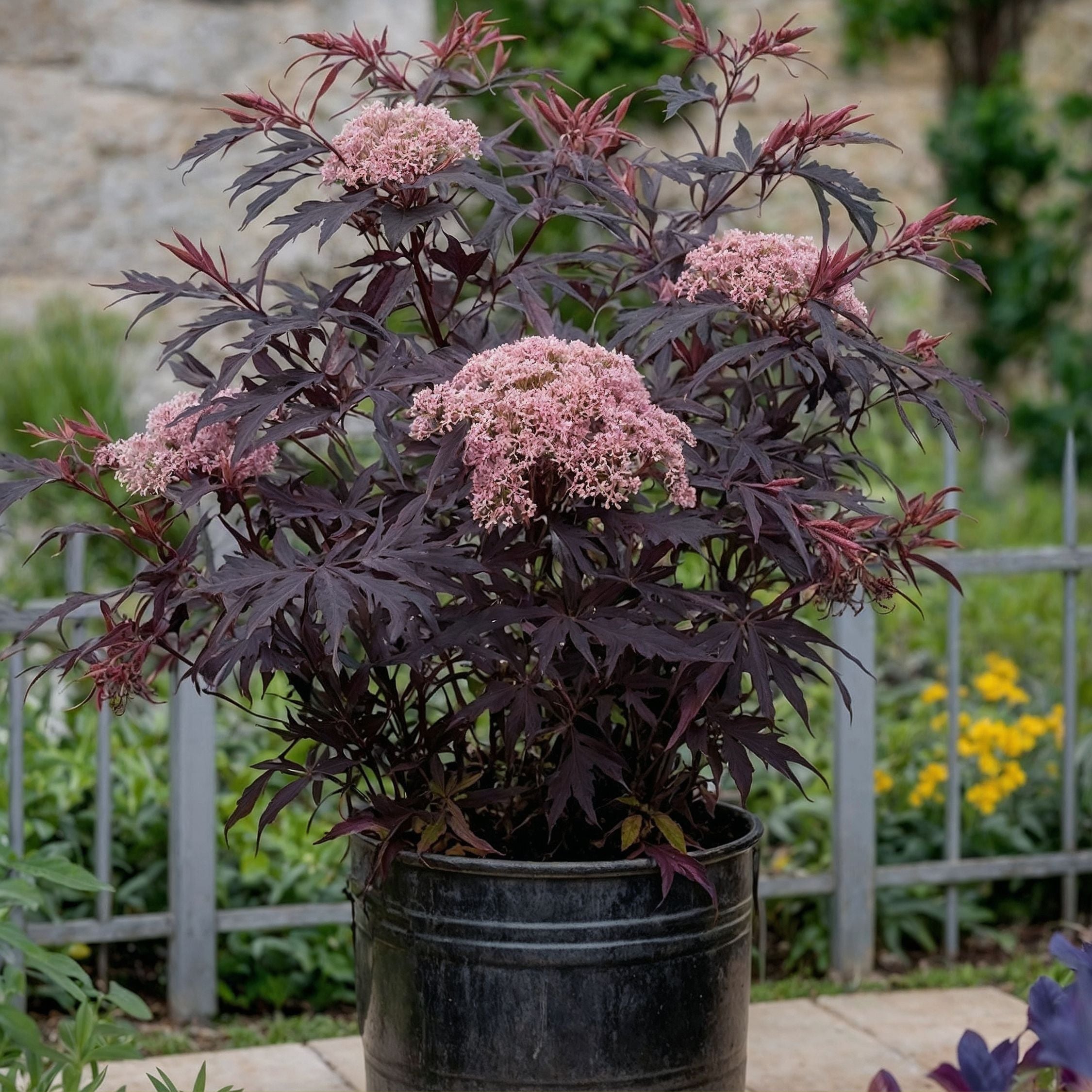 Rødbladet hyld - Sæt med 2 - Sambucus nigra Black Lace
