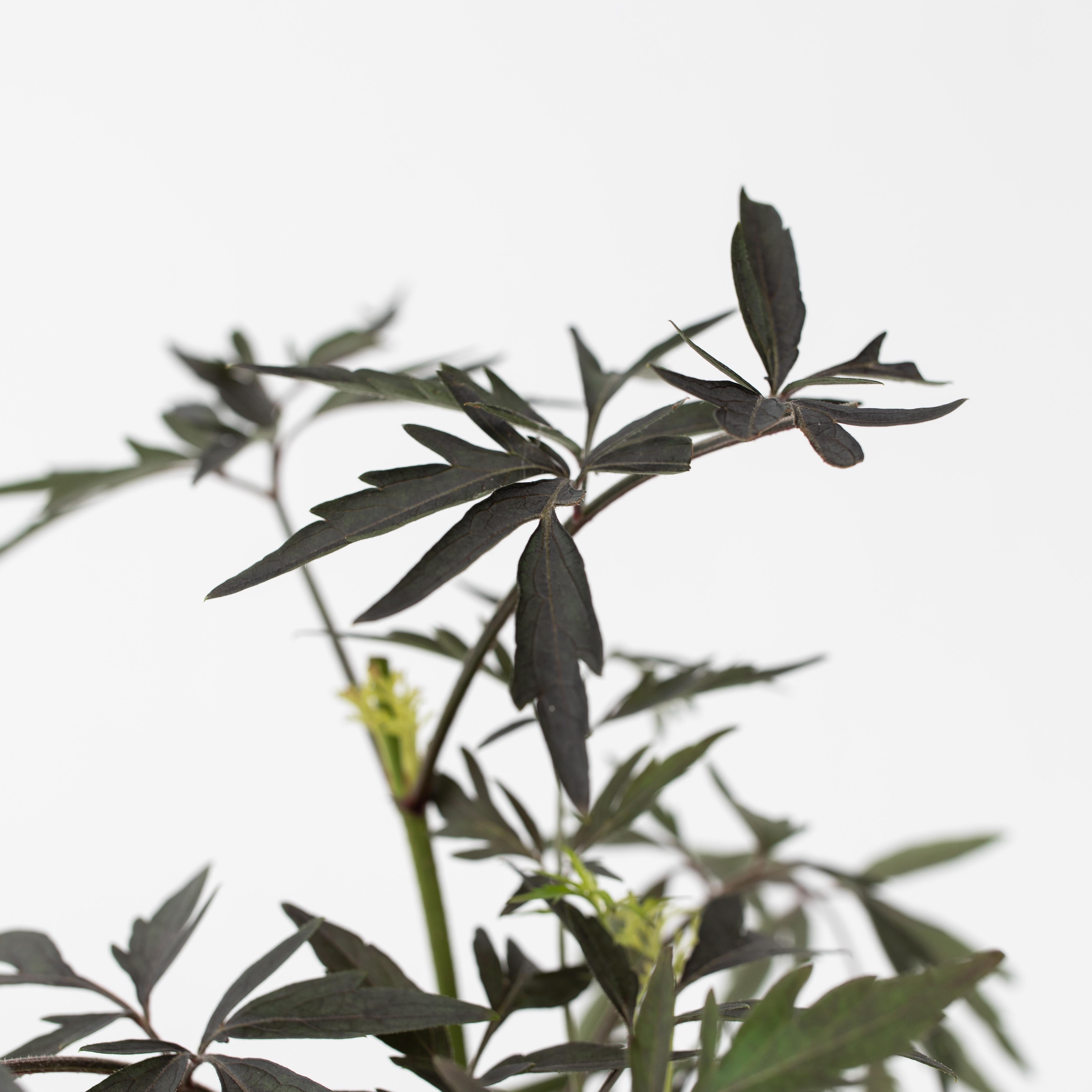 Rødbladet hyld - Sæt med 2 - Sambucus nigra Black Lace