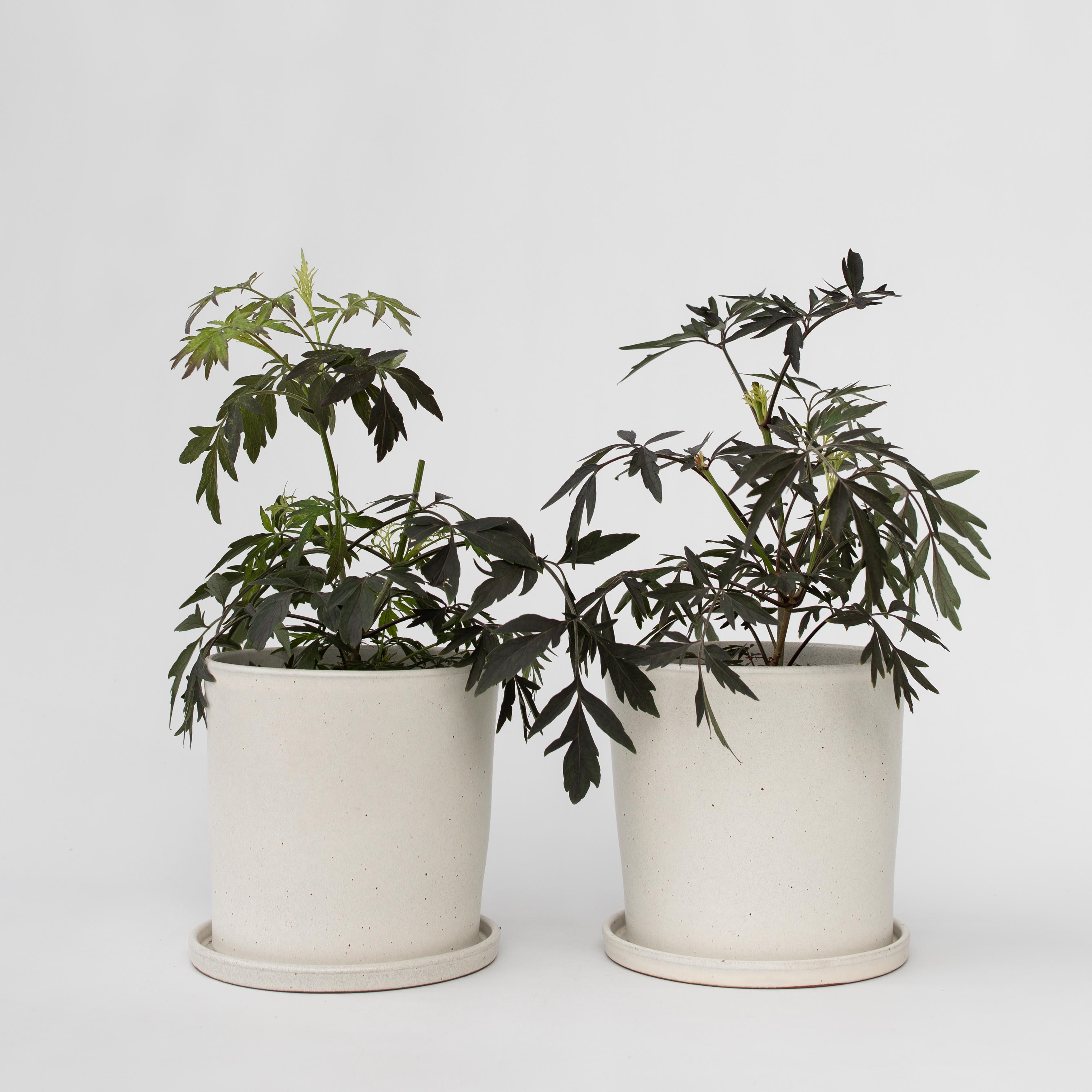 Rødbladet hyld - Sæt med 2 - Sambucus nigra Black Lace