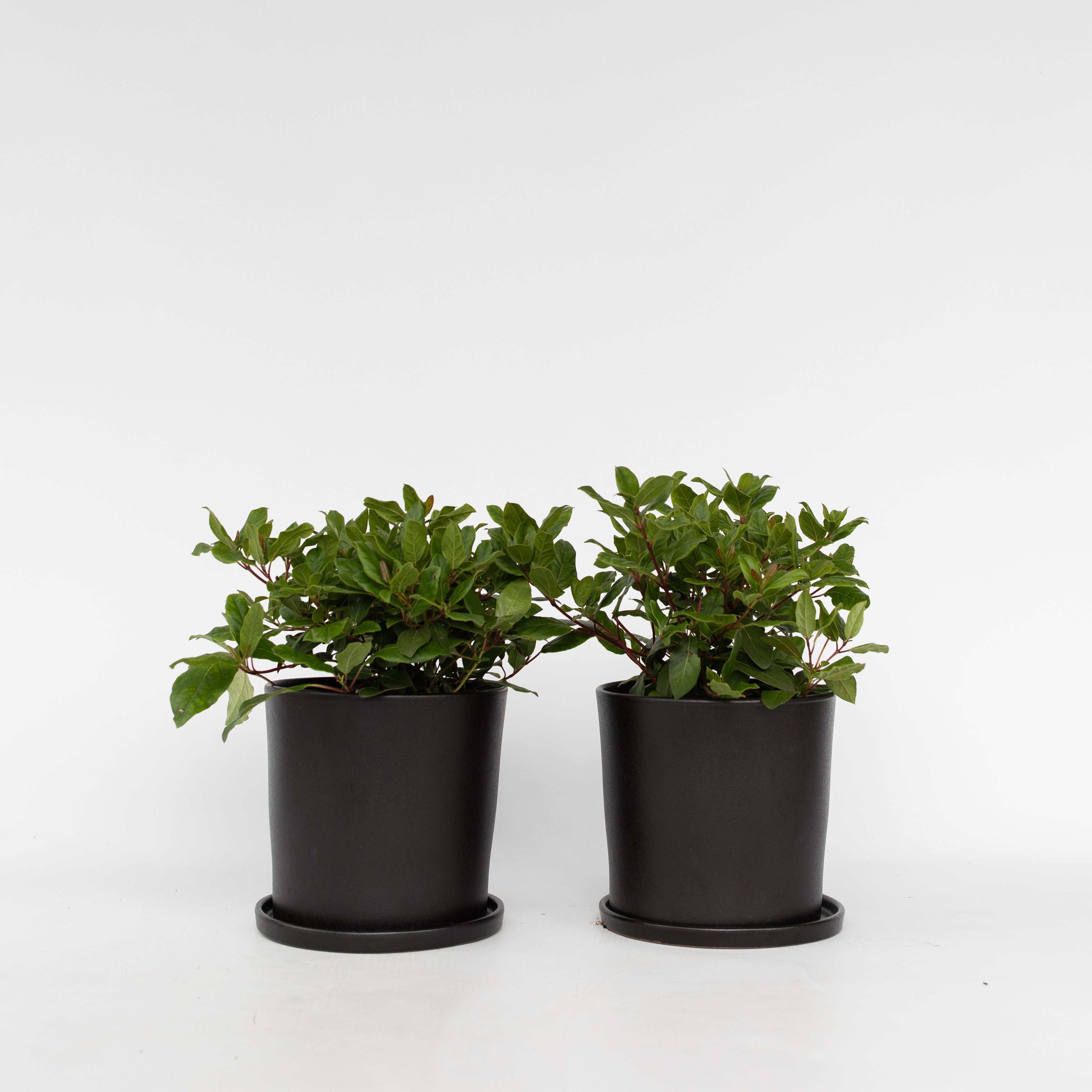 Duftsnebolle - Sæt med 2 - Viburnum tinus