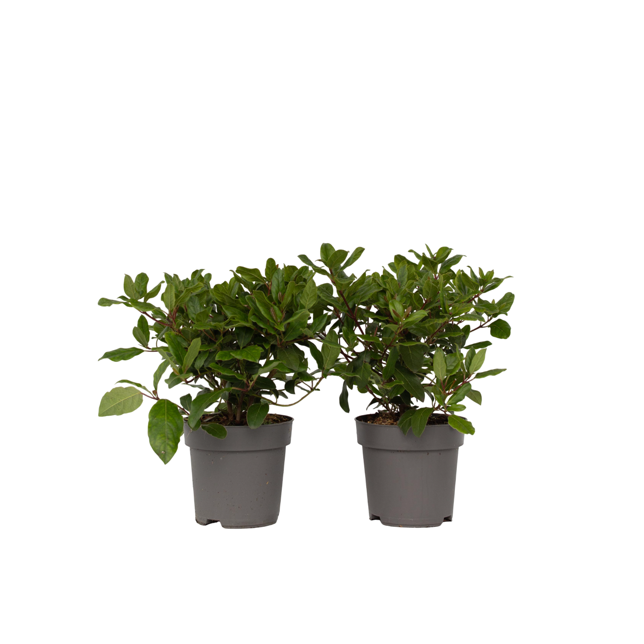 Duftsnebolle - Sæt med 2 - Viburnum tinus