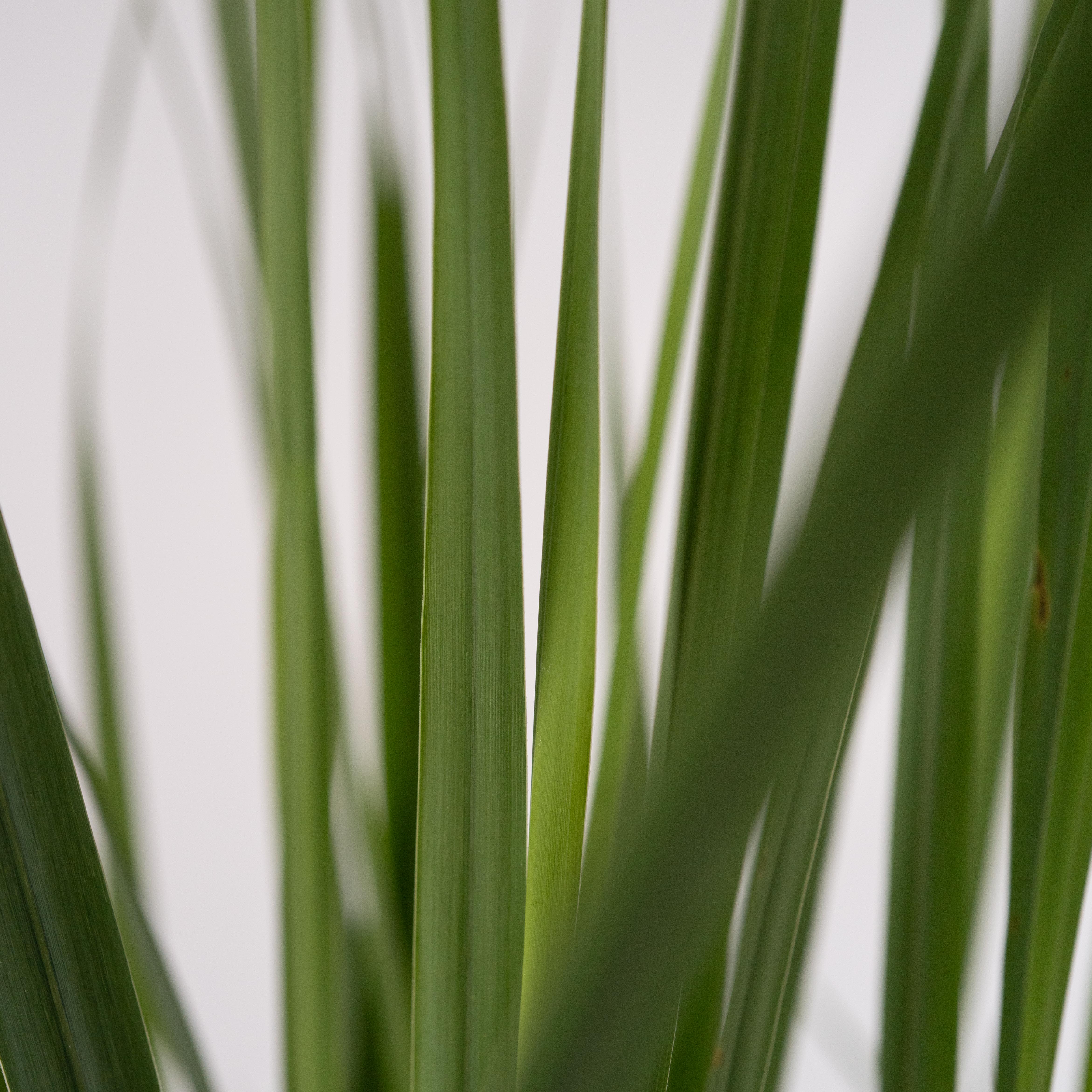 Staudehirse - Panicum virgatum 'Northwind'