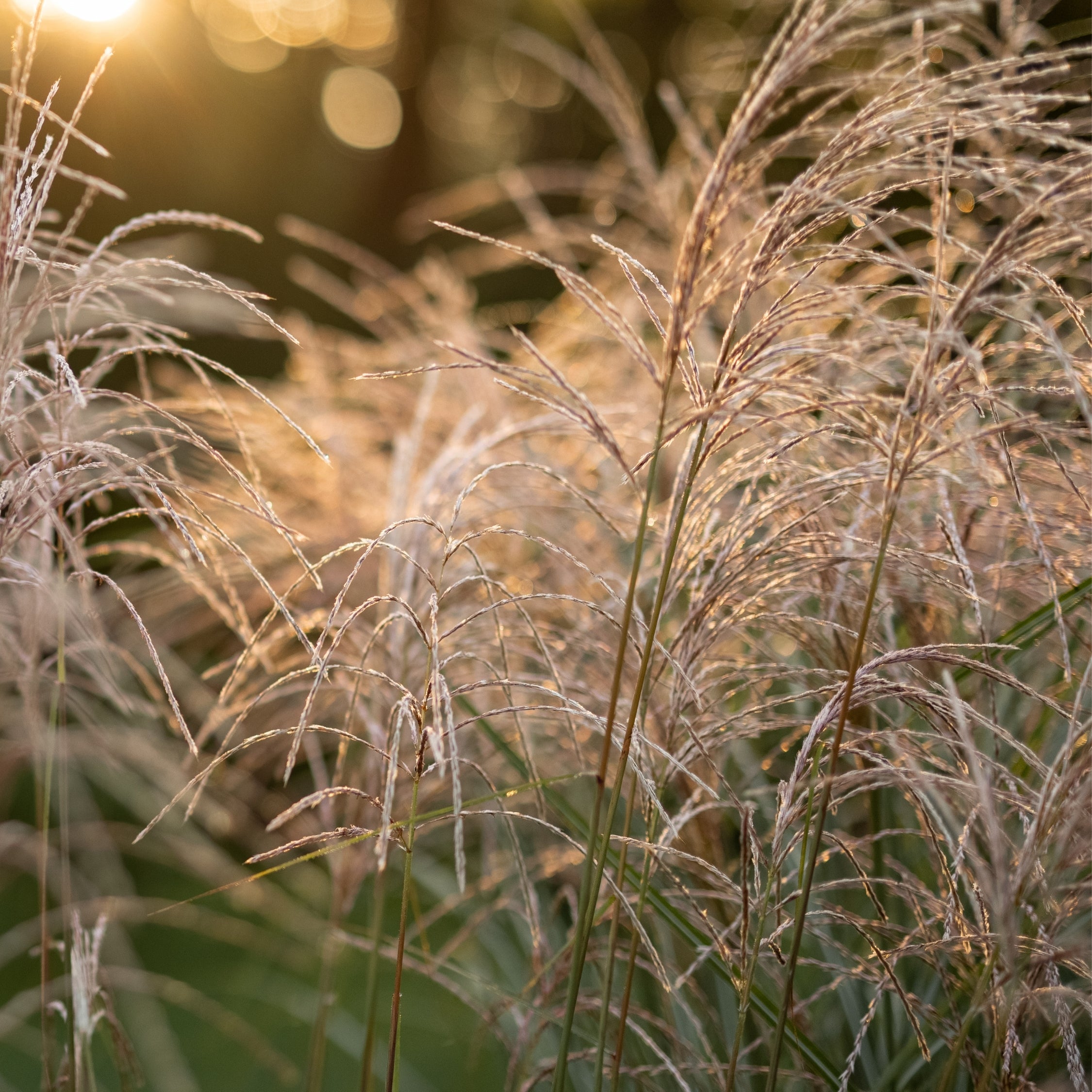 Hvidbroget elefantgræs - Miscanthus 'Gracillimus'