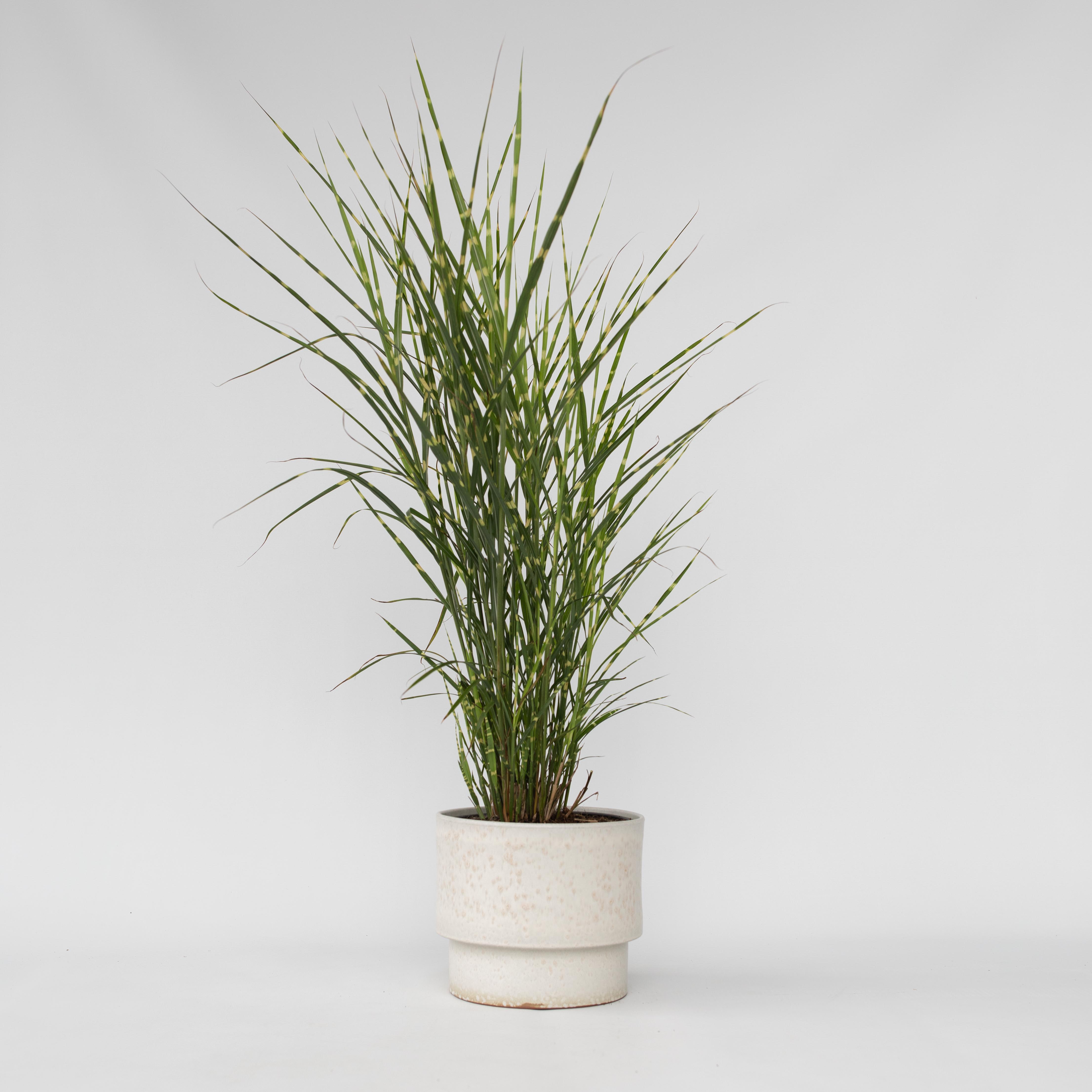 Hvidbroget elefantgræs - Miscanthus sinensis 'Zebrinus'